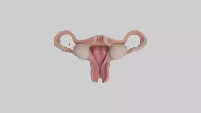 Human Uterus Model
