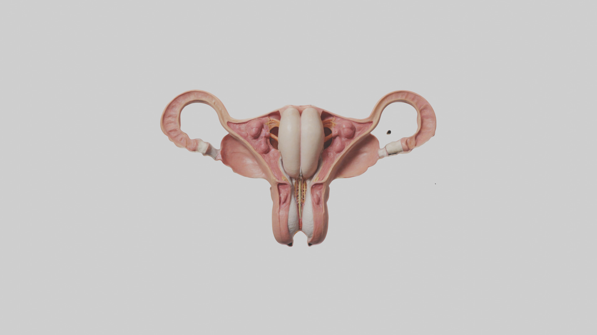 Human Uterus Model Low-poly 3D model_9