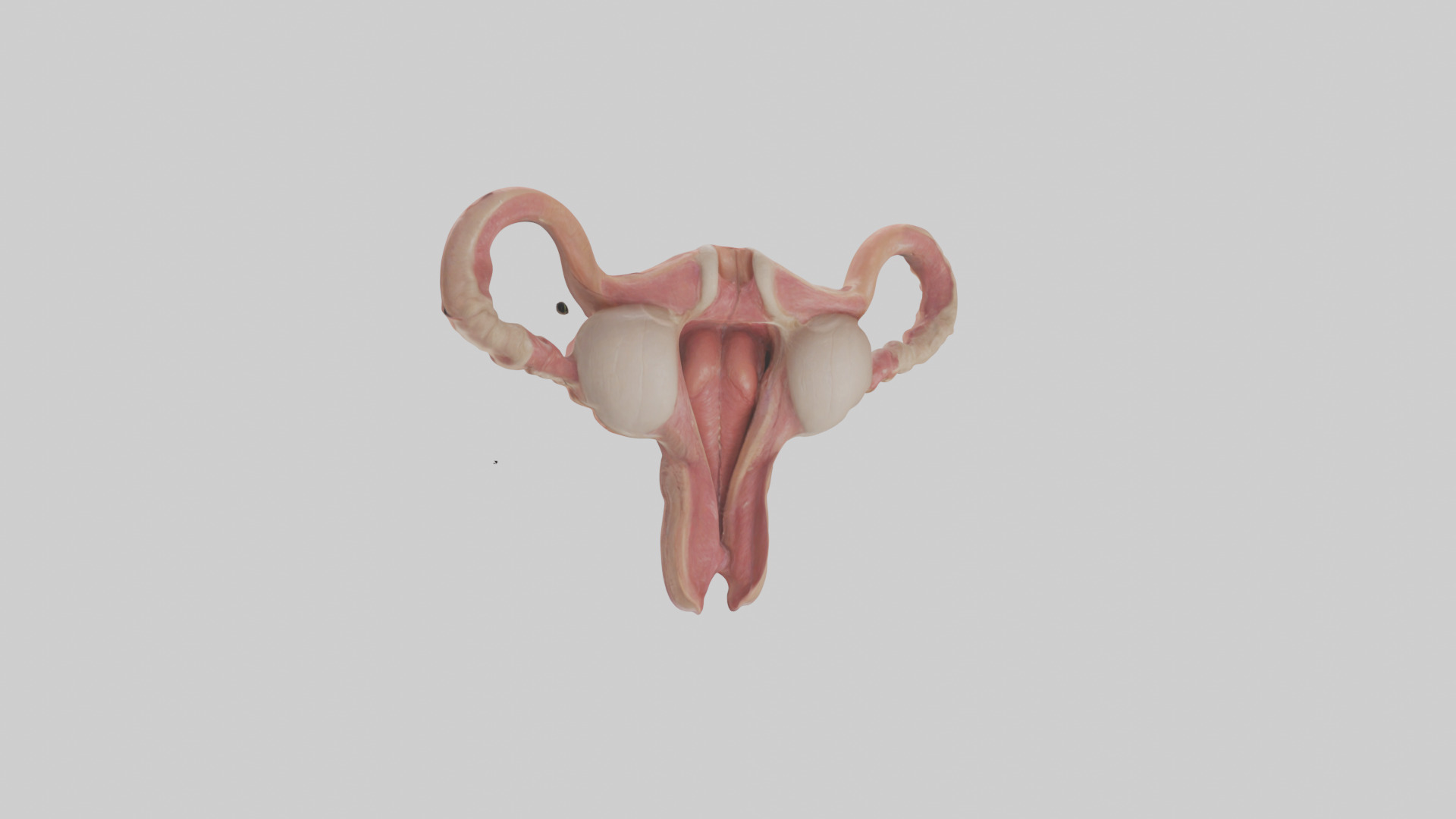 Human Uterus Model Low-poly 3D model_1