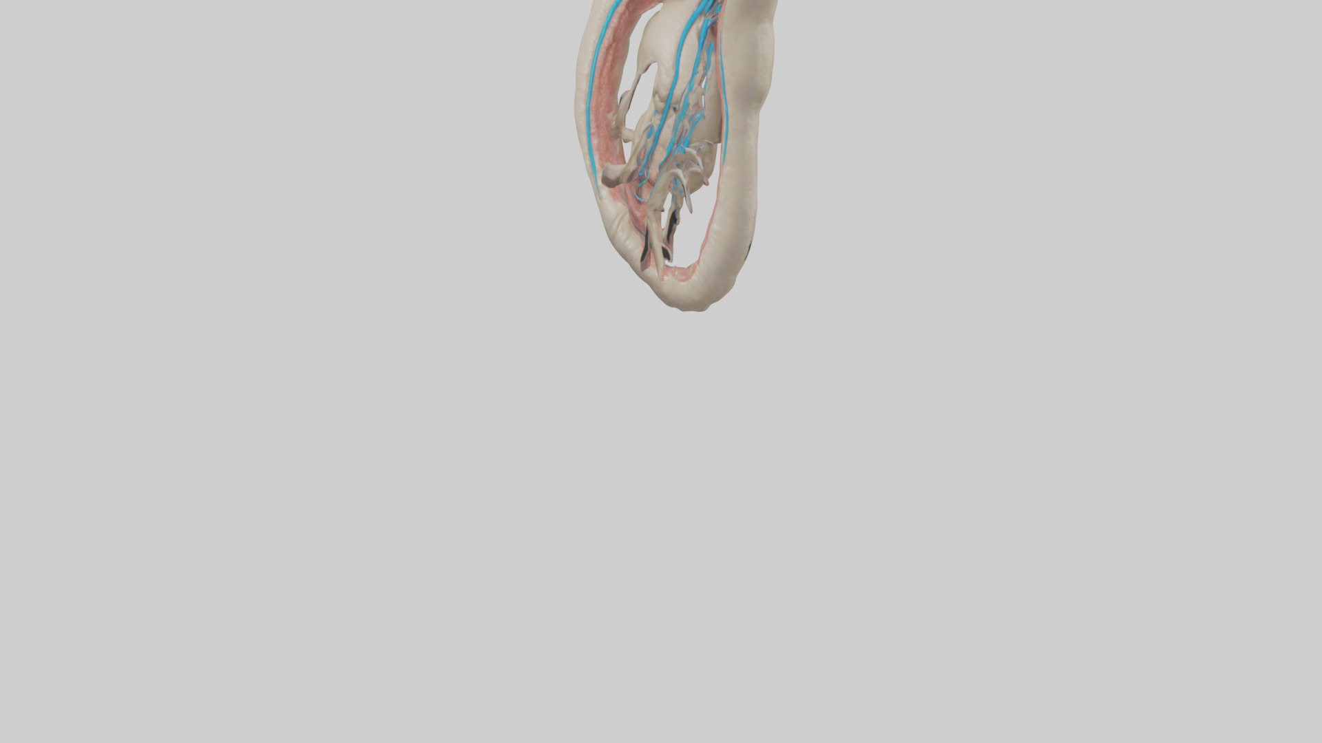 Human Vas Deferens Model Low-poly 3D model_5