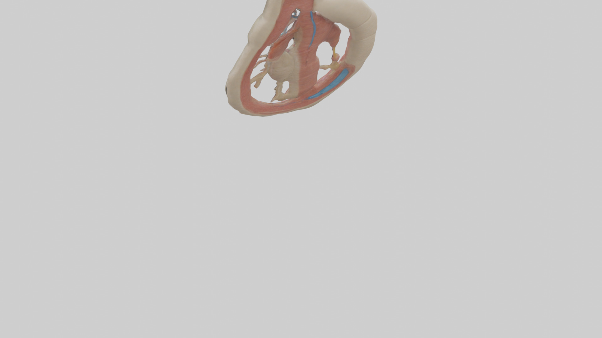 Human Vas Deferens Model Low-poly 3D model_3