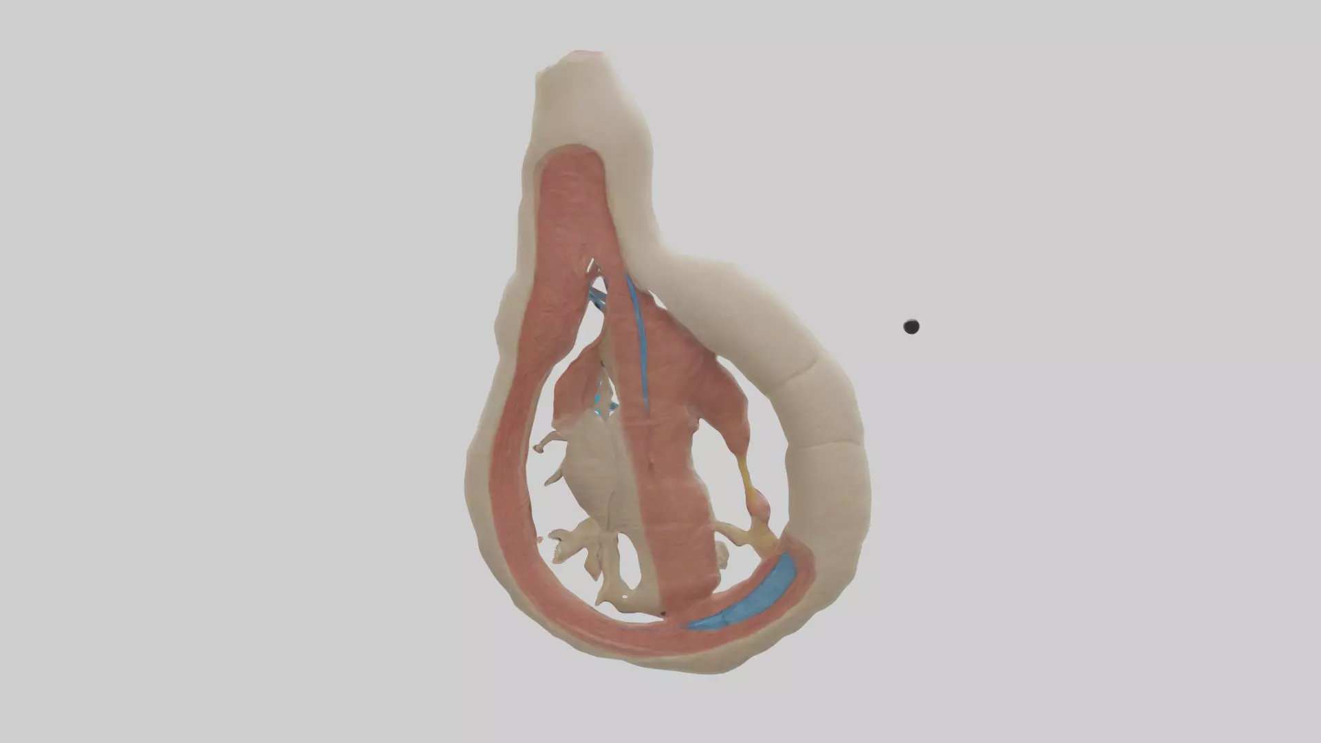 Human Vas Deferens Model Low-poly 3D model_0
