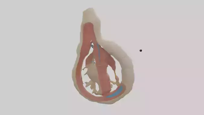 Human Vas Deferens Model