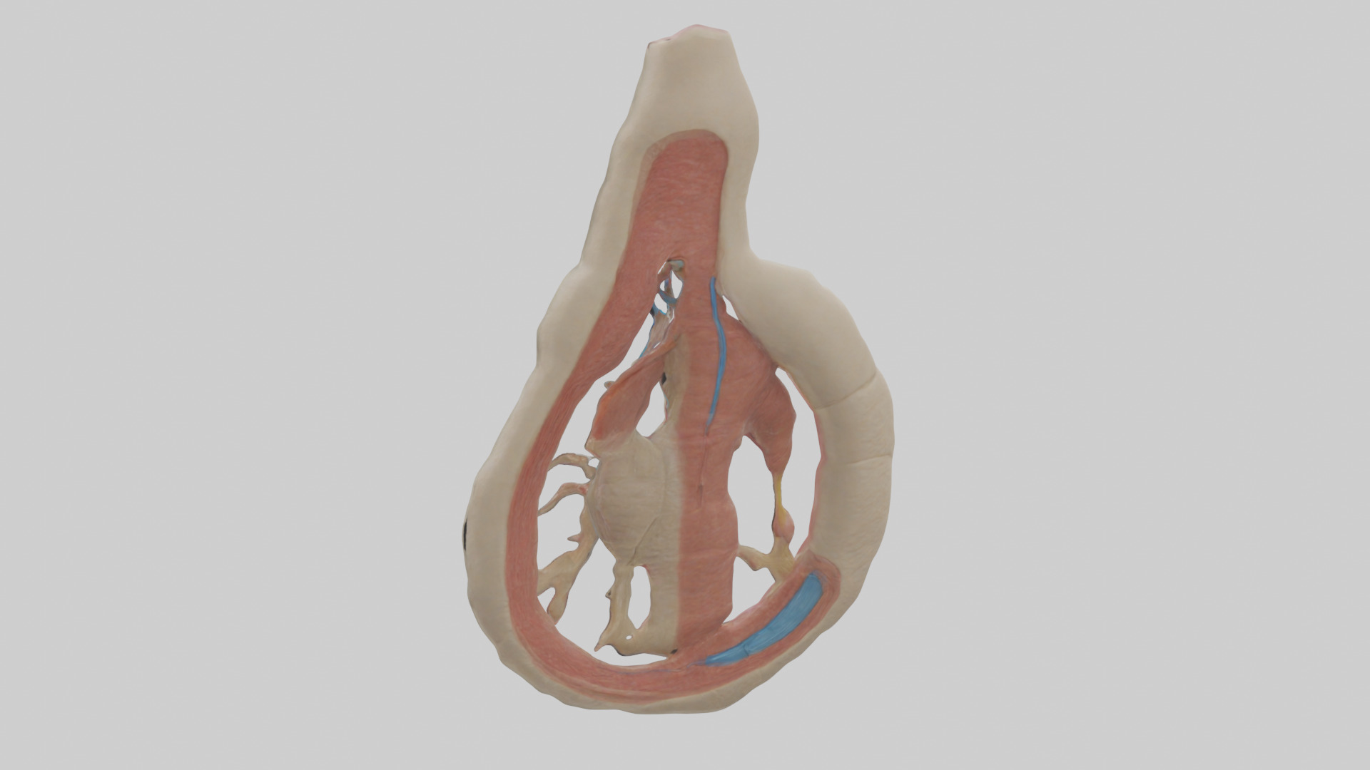 Human Vas Deferens Model Low-poly 3D model_1