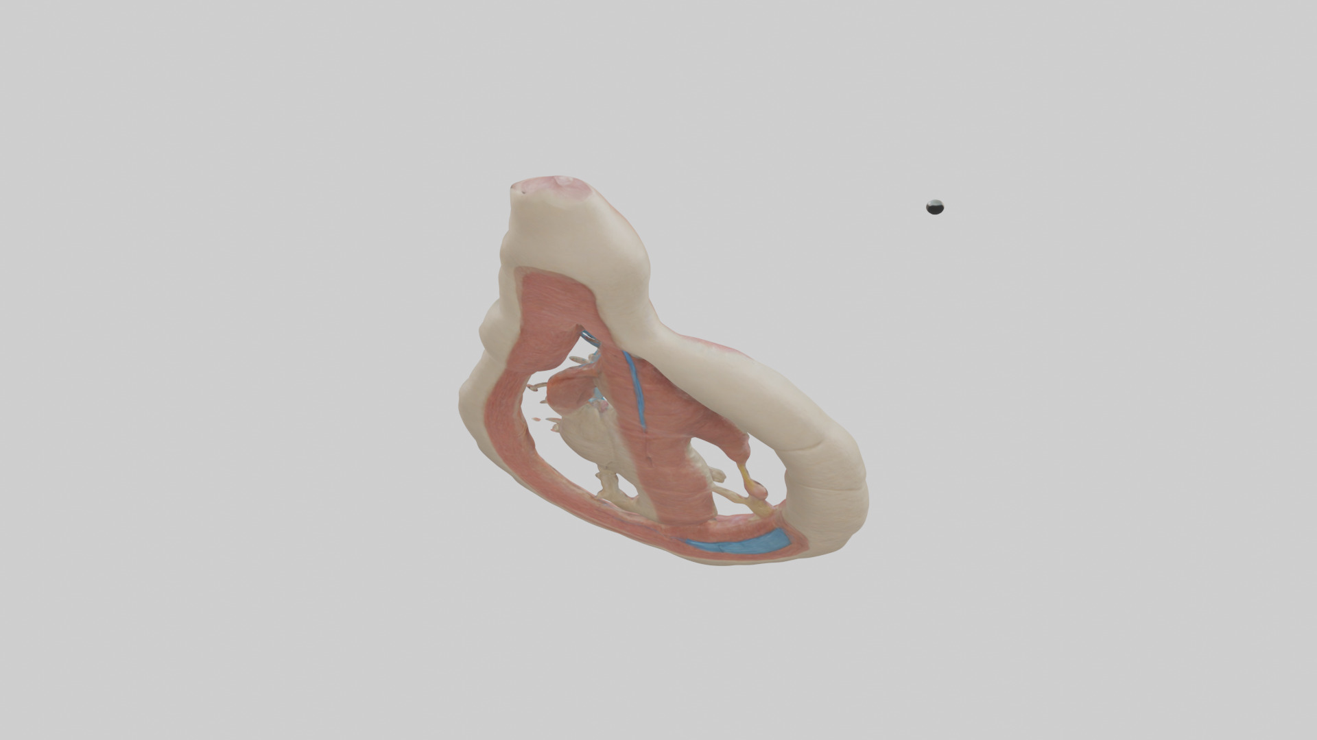 Human Vas Deferens Model Low-poly 3D model_15
