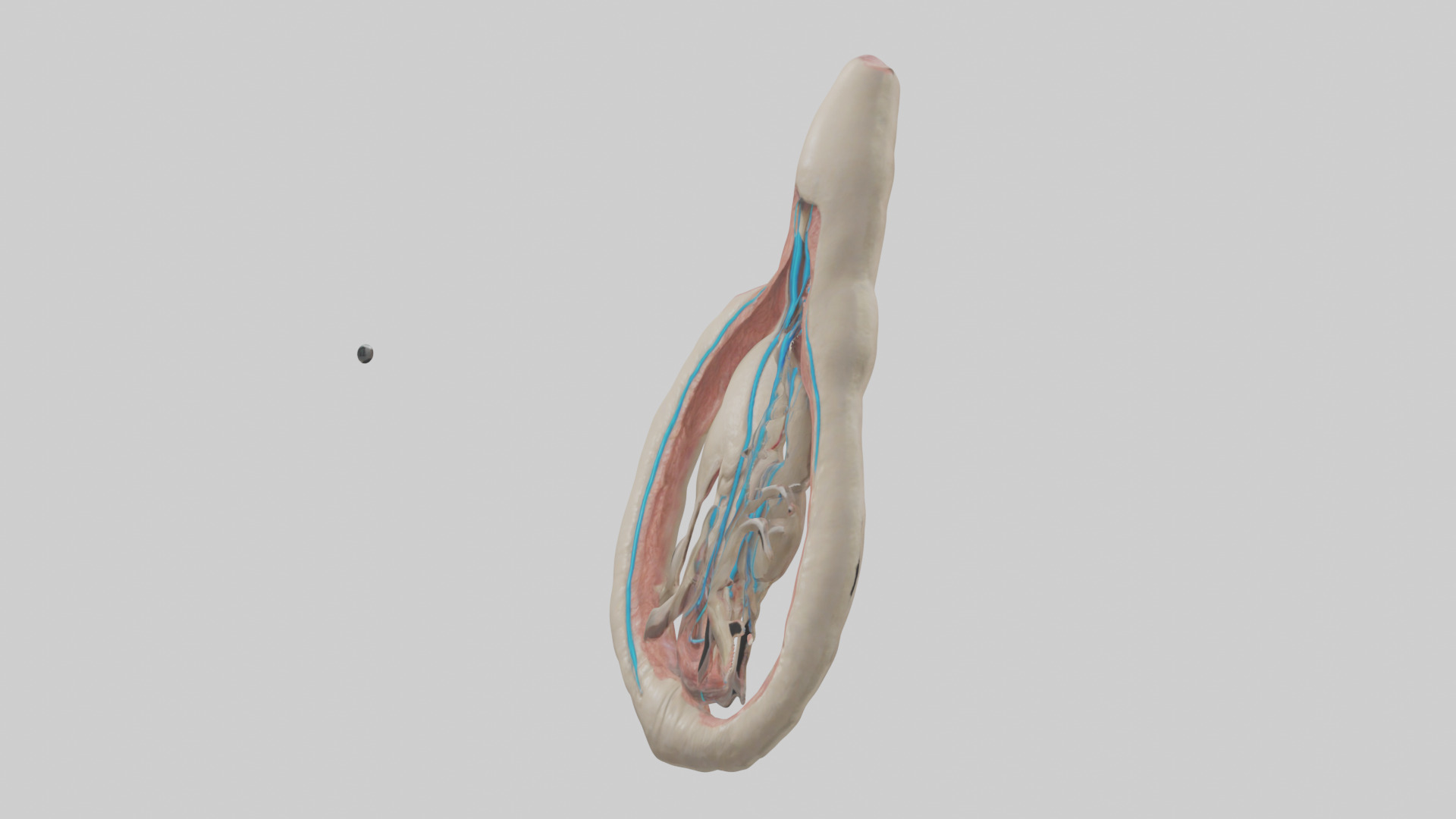 Human Vas Deferens Model Low-poly 3D model_10