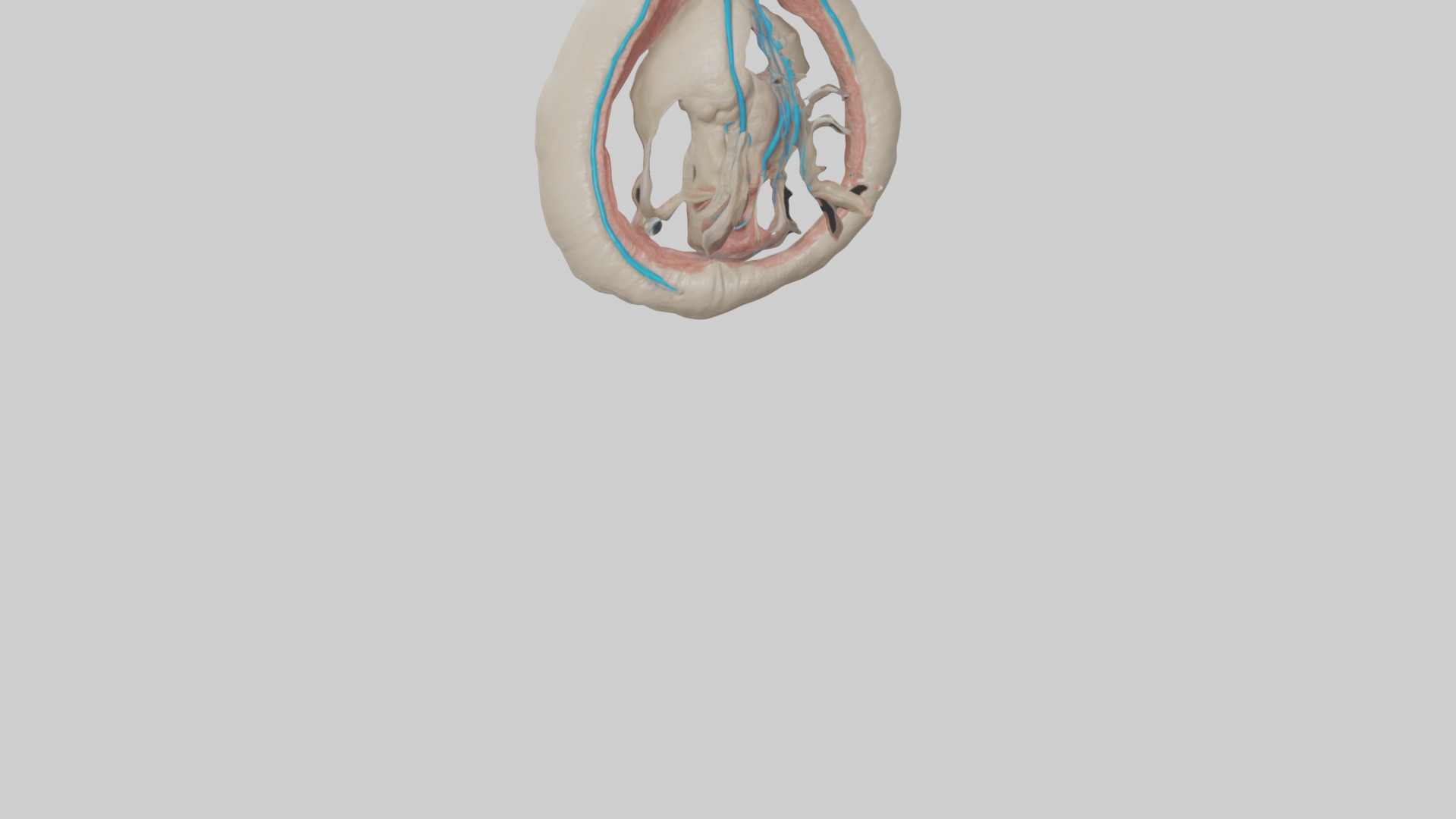 Human Vas Deferens Model Low-poly 3D model_6