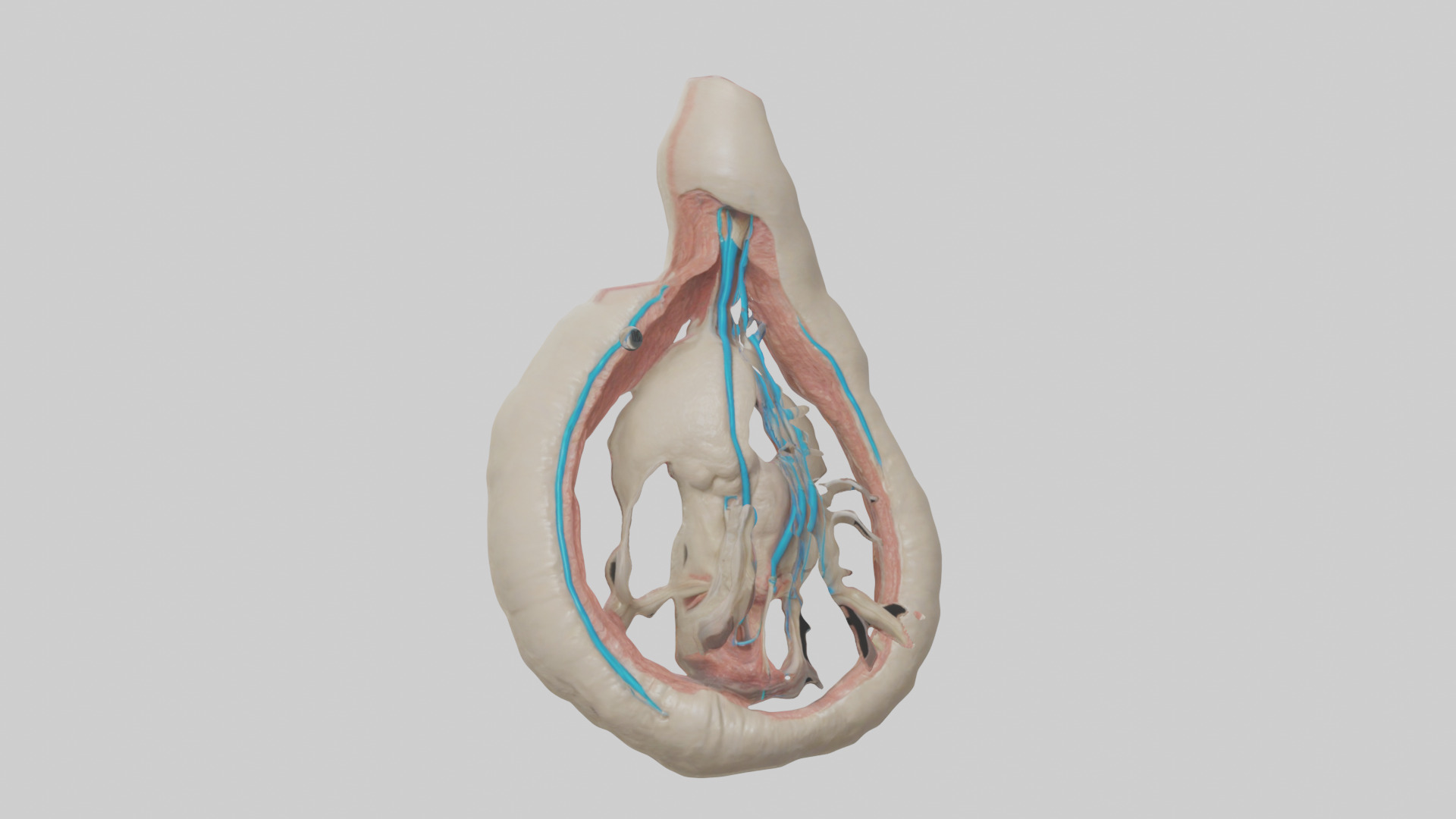 Human Vas Deferens Model Low-poly 3D model_11