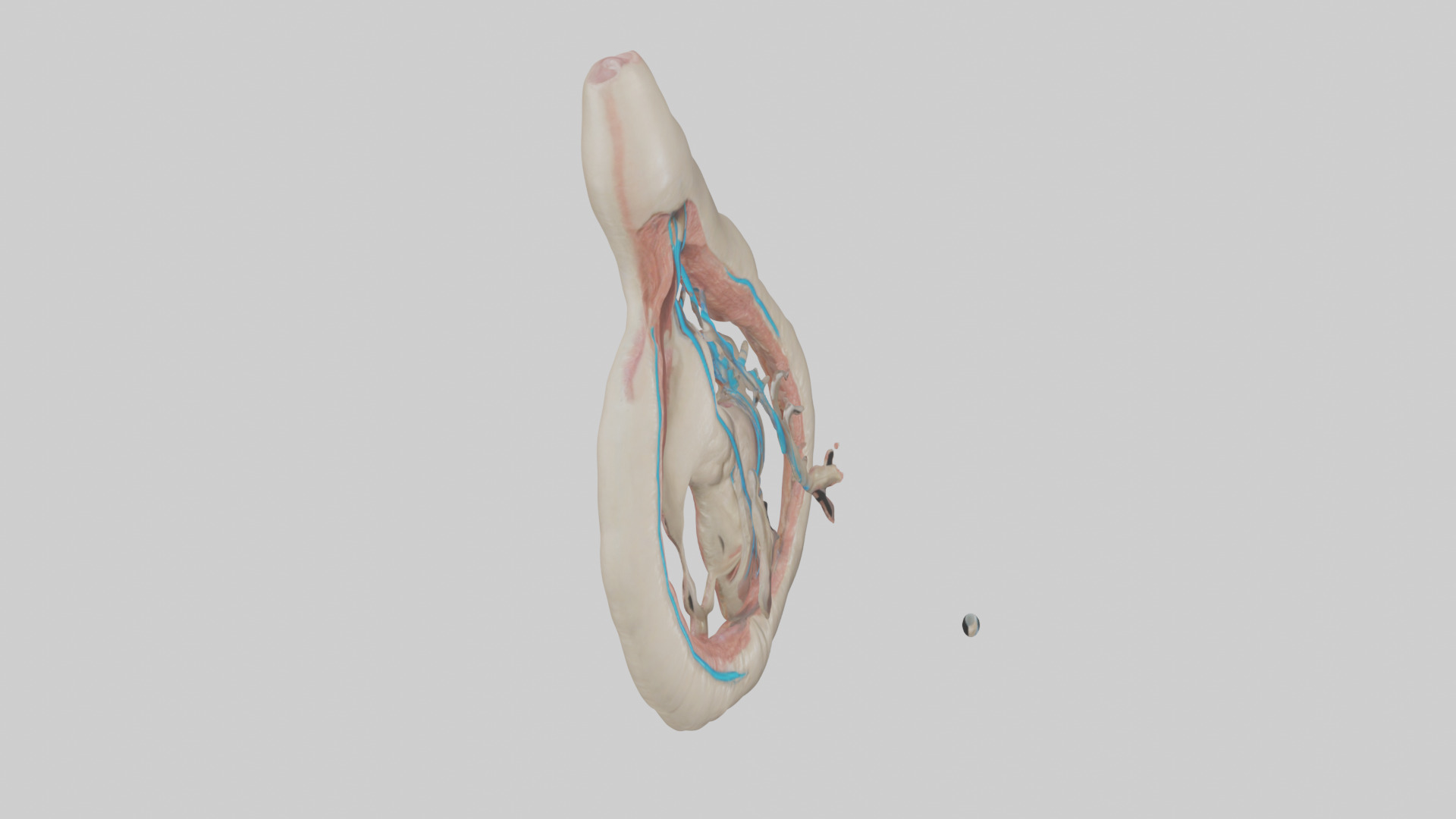 Human Vas Deferens Model Low-poly 3D model_18