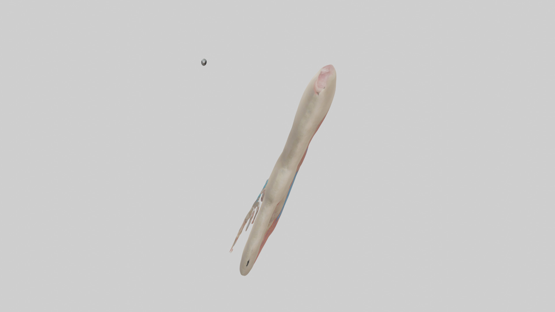 Human Vas Deferens Model Low-poly 3D model_17