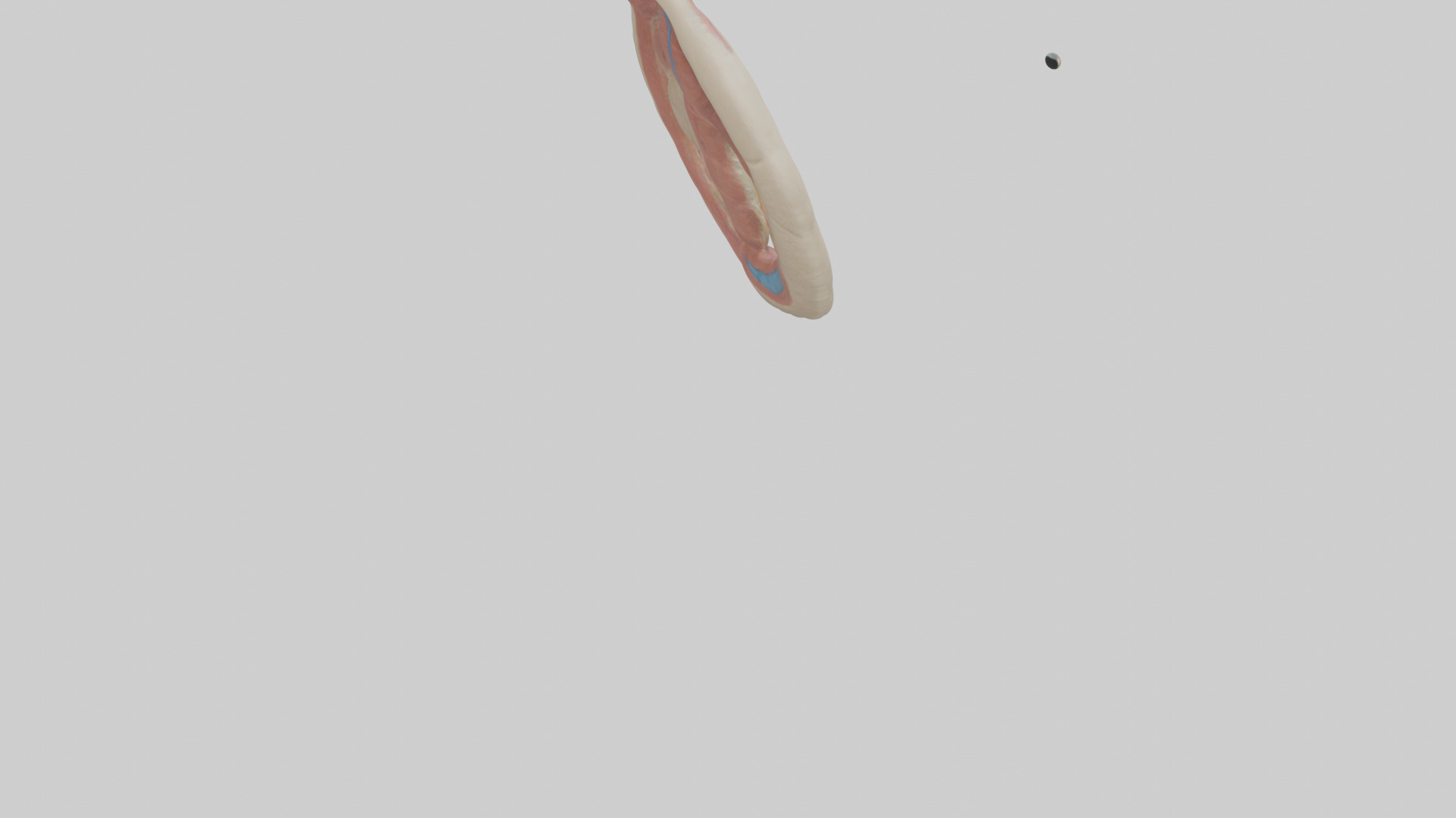 Human Vas Deferens Model Low-poly 3D model_4