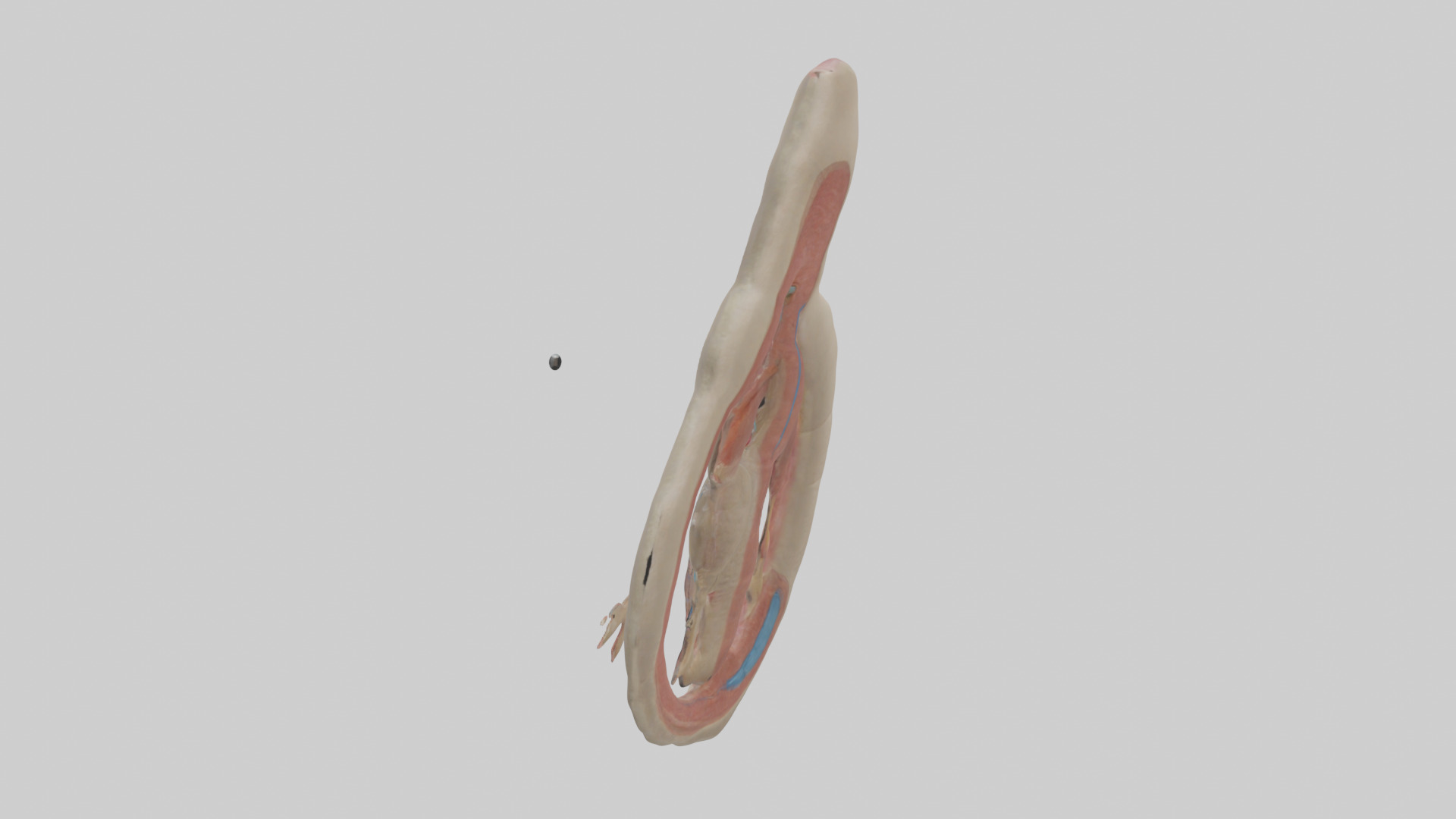 Human Vas Deferens Model Low-poly 3D model_12