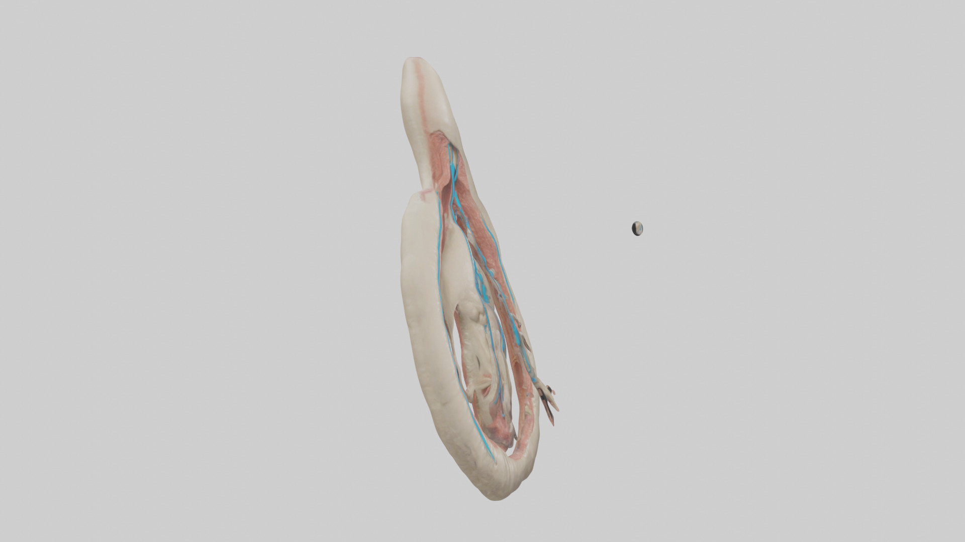Human Vas Deferens Model Low-poly 3D model_13