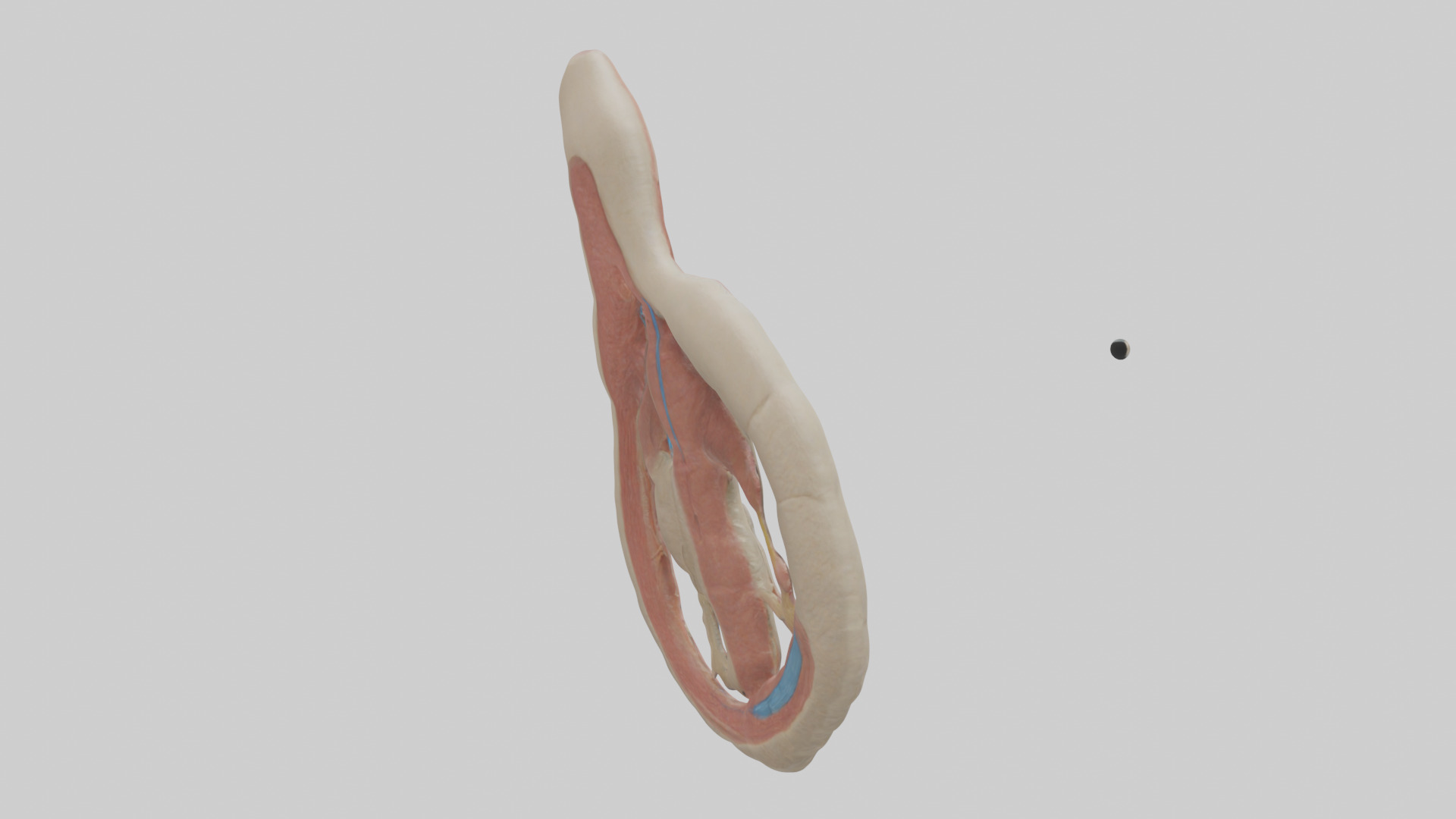 Human Vas Deferens Model Low-poly 3D model_2