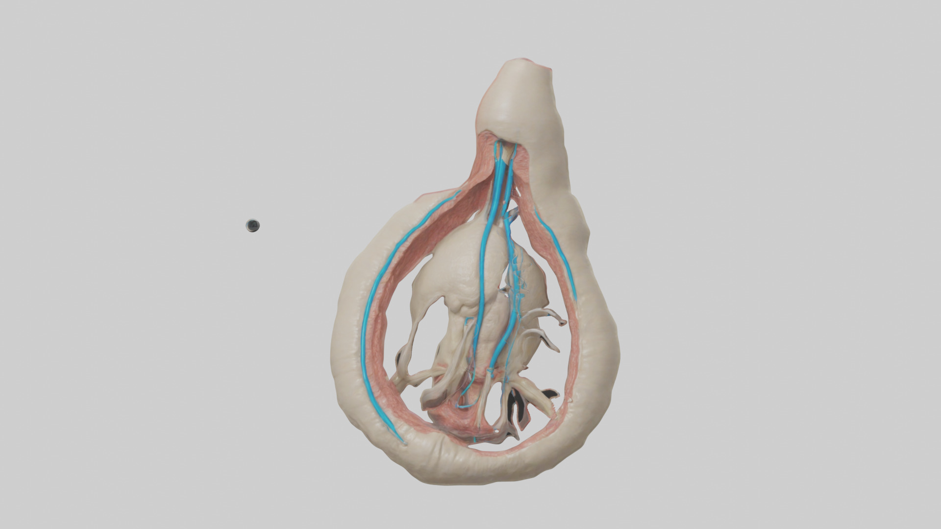 Human Vas Deferens Model Low-poly 3D model_9