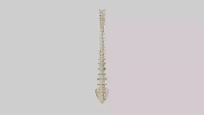 Human Vertebral Column Model