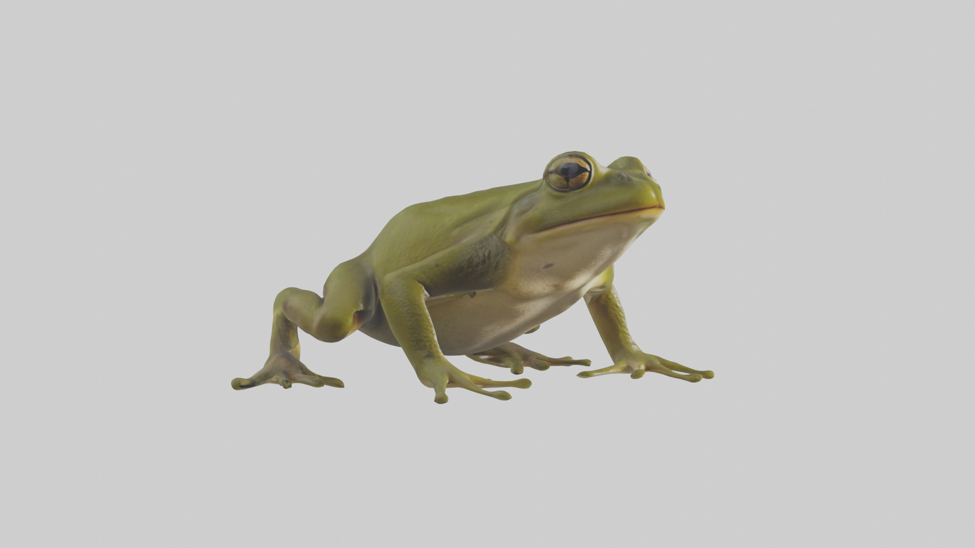Indian Bullfrog croaking model Low-poly 3D model_8