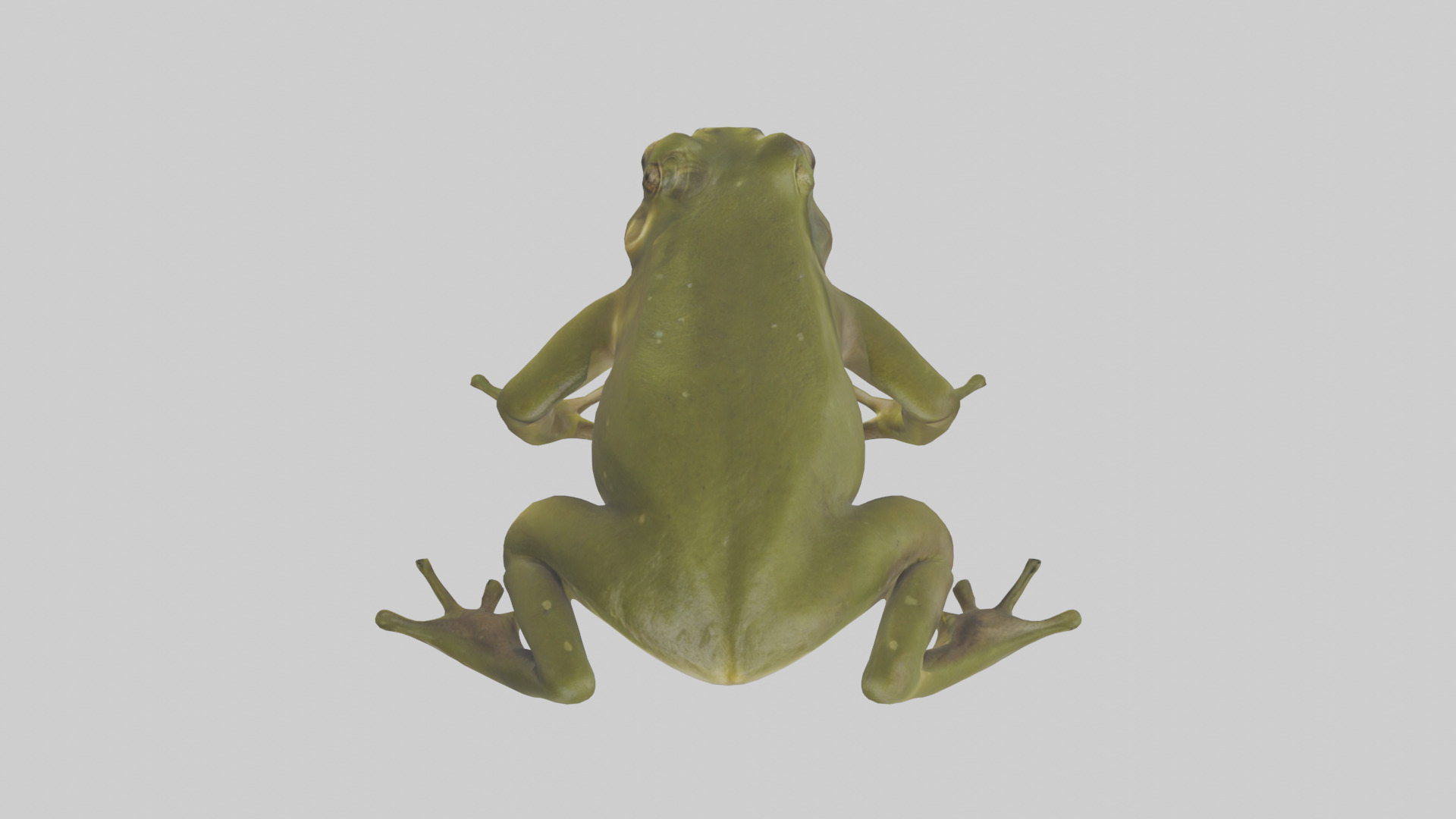 Indian Bullfrog croaking model Low-poly 3D model_15