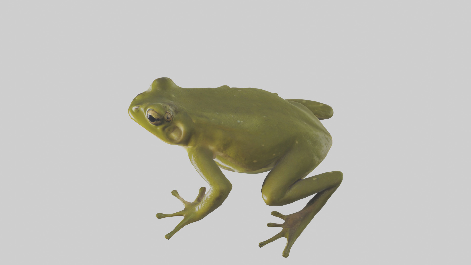 Indian Bullfrog croaking model Low-poly 3D model_17