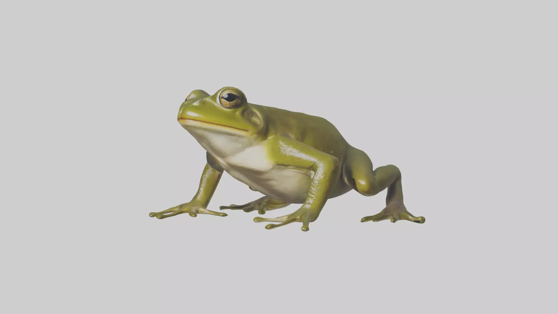 Indian Bullfrog croaking model Low-poly 3D model_0