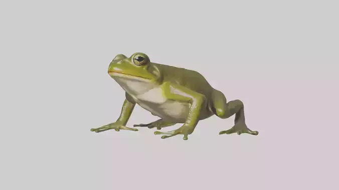 Indian Bullfrog croaking model Low-poly 3D model