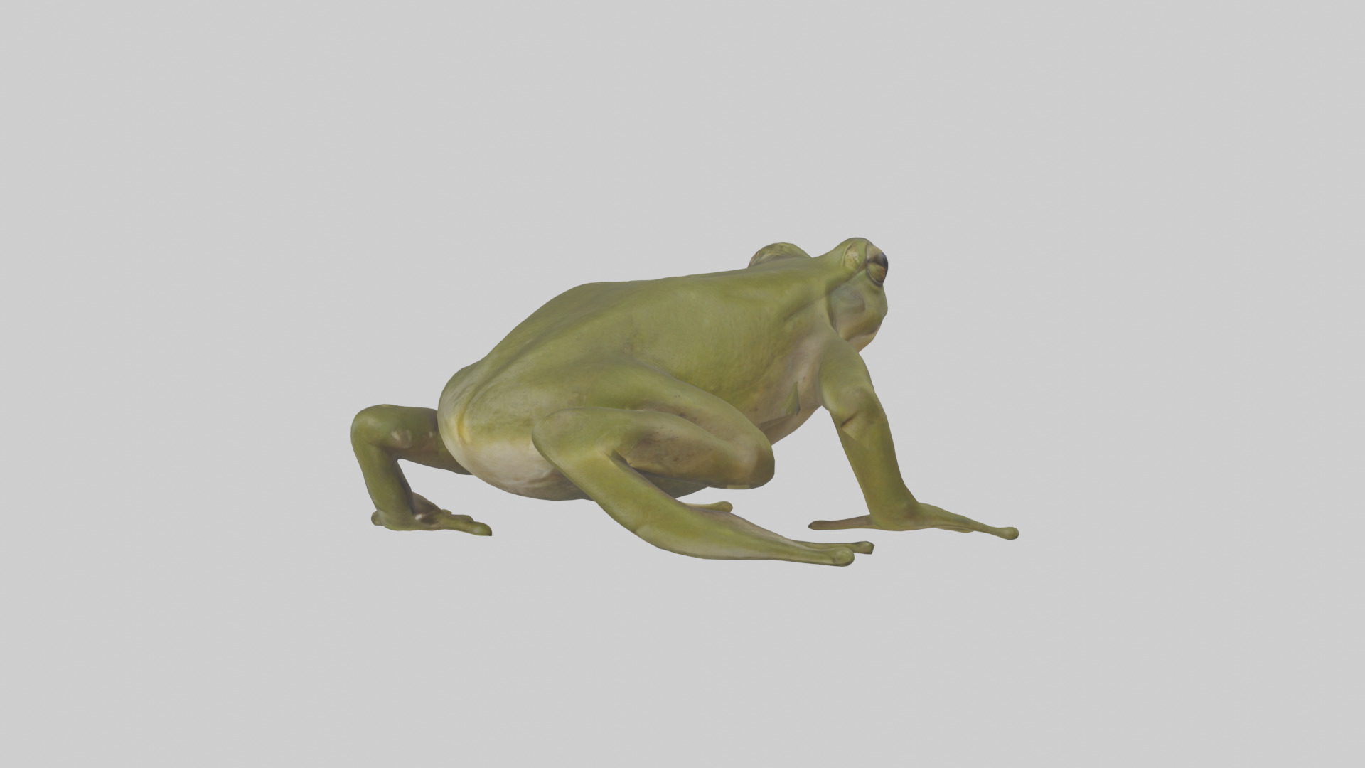 Indian Bullfrog croaking model Low-poly 3D model_3