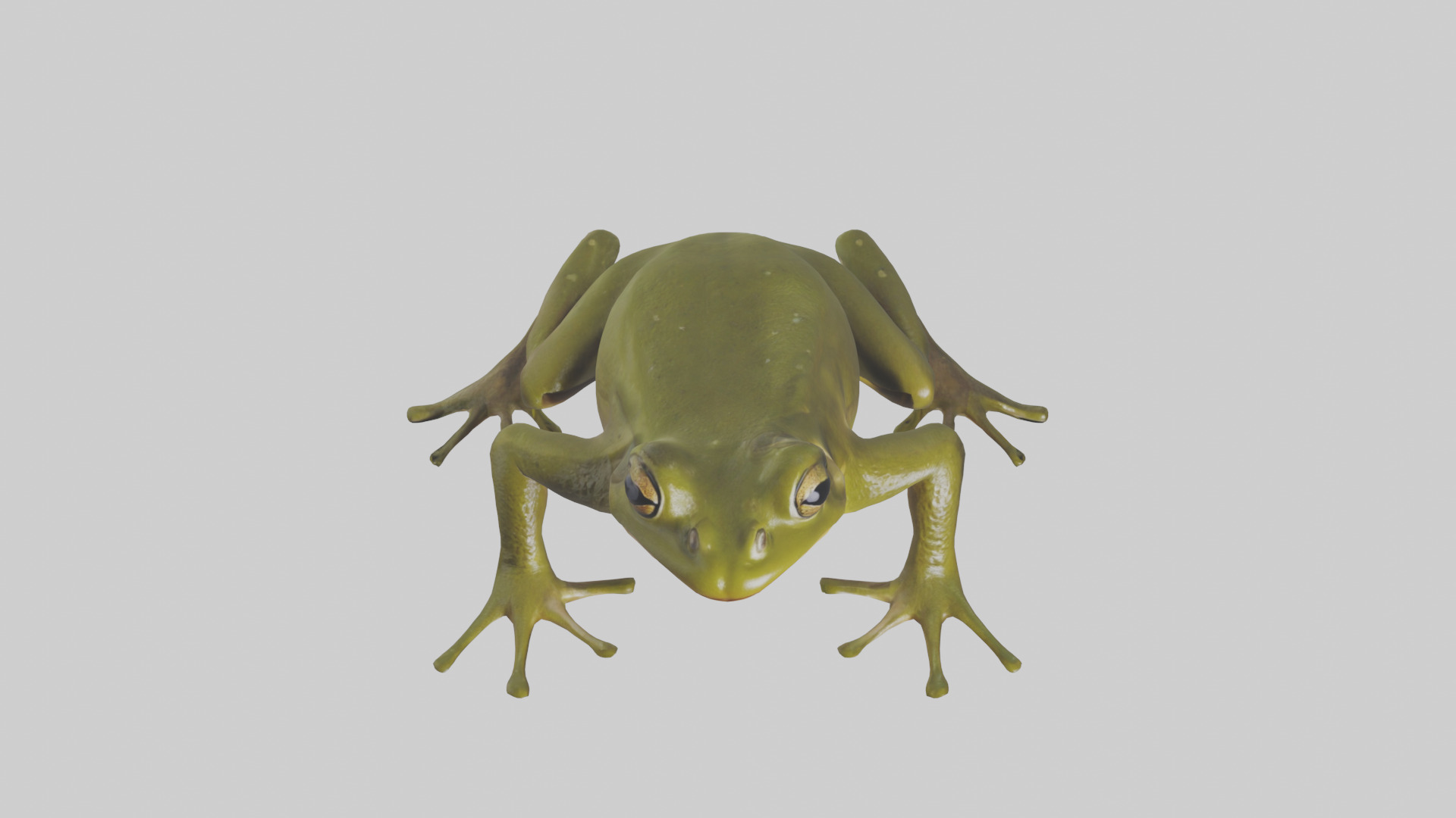 Indian Bullfrog croaking model Low-poly 3D model_16