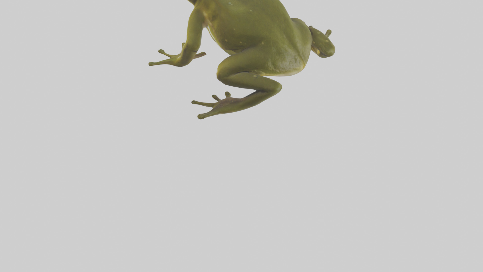 Indian Bullfrog croaking model Low-poly 3D model_4