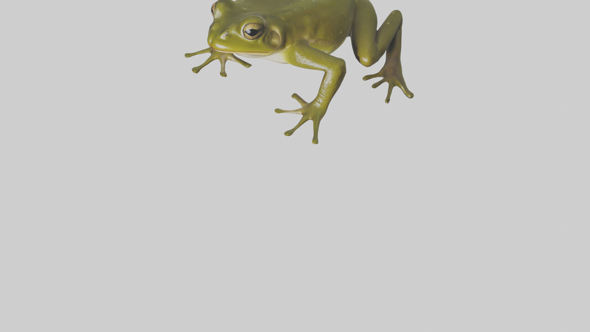 Indian Bullfrog croaking model Low-poly 3D model_6
