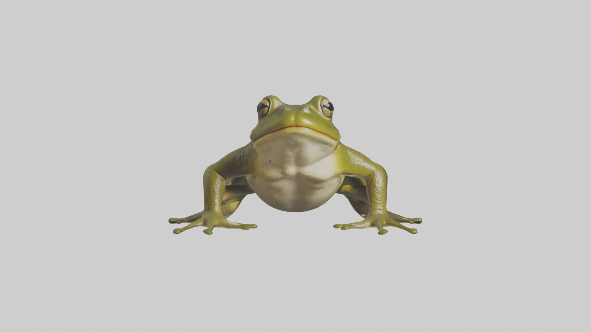 Indian Bullfrog croaking model Low-poly 3D model_10