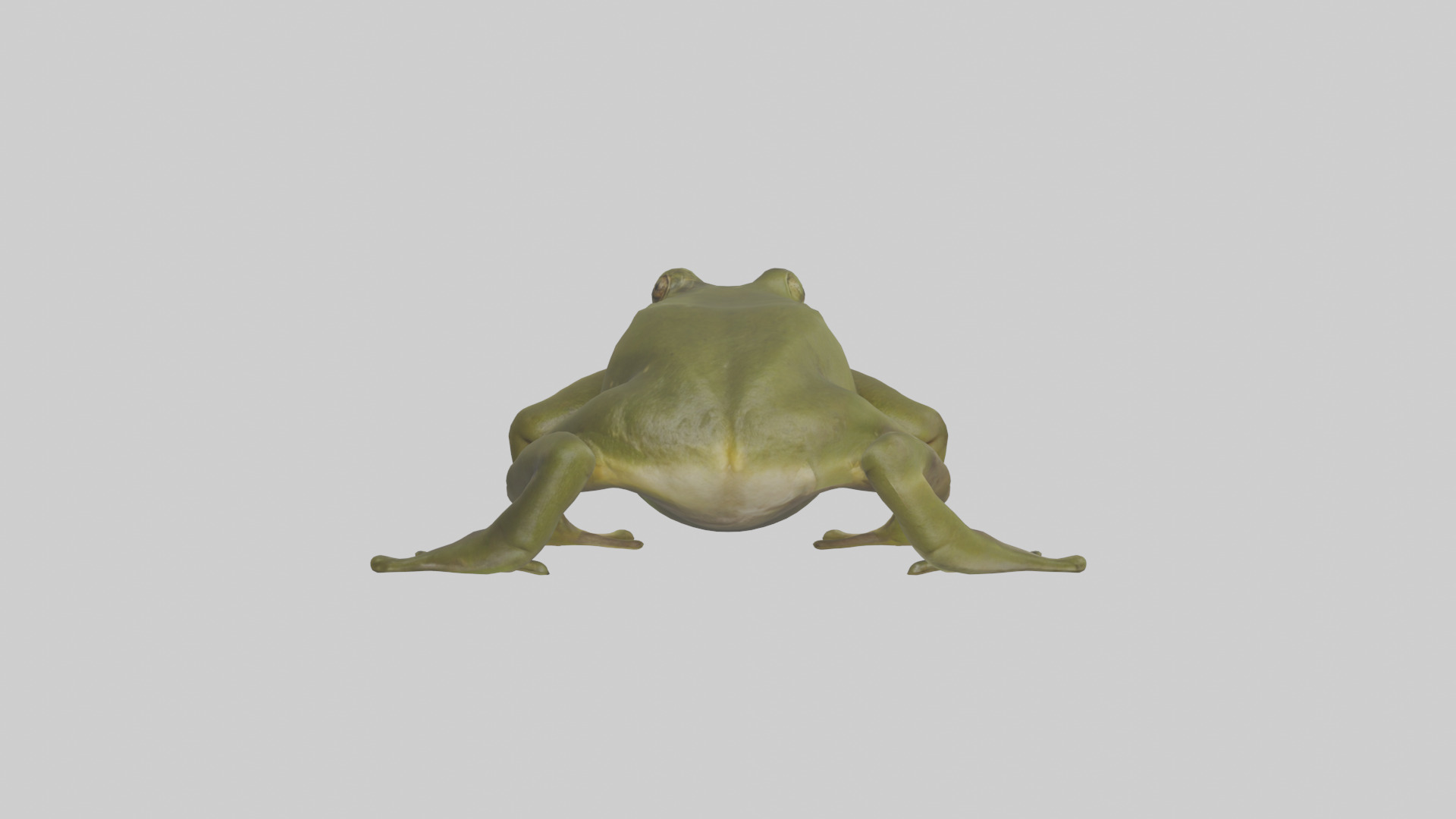 Indian Bullfrog croaking model Low-poly 3D model_1