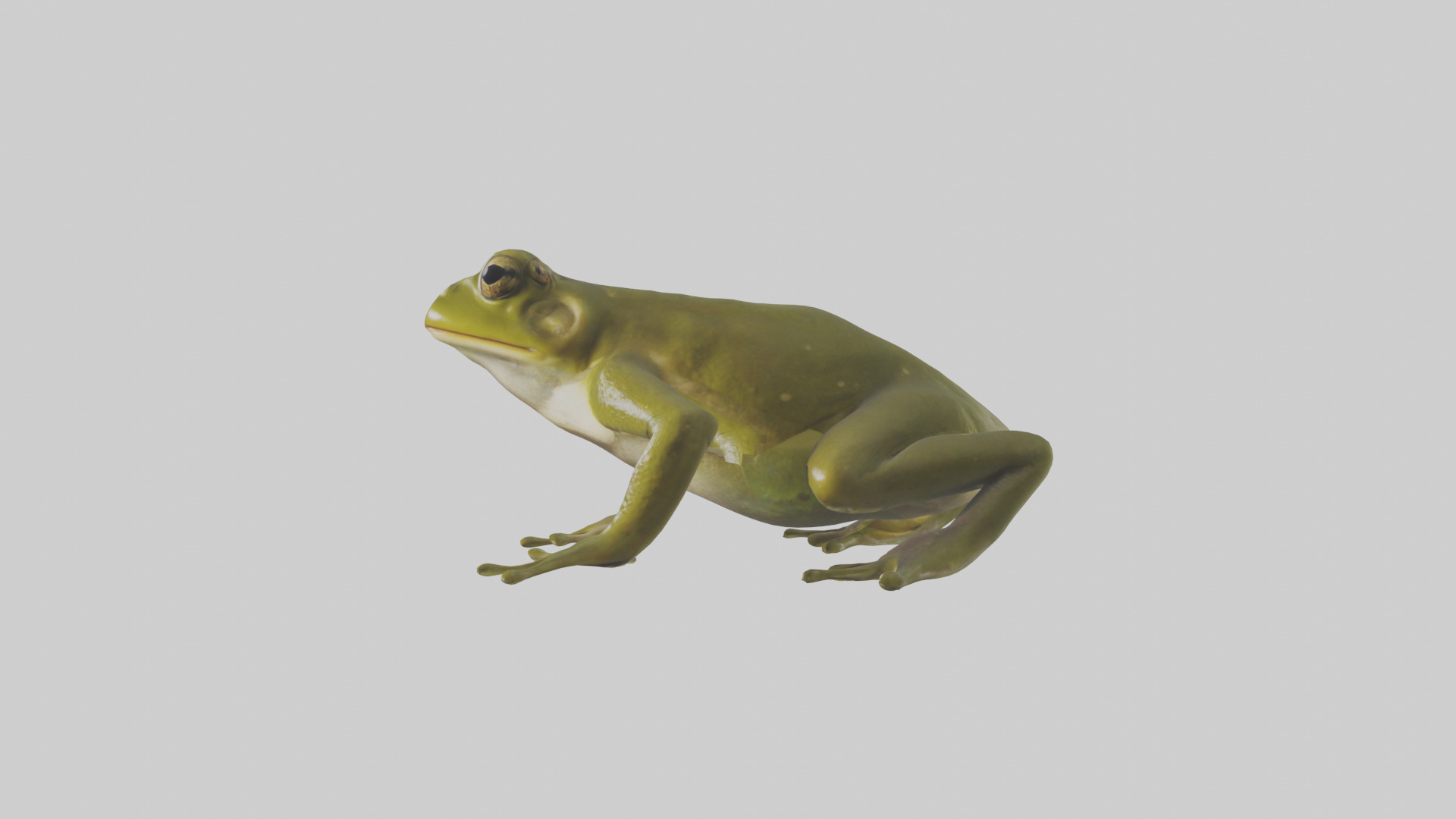 Indian Bullfrog croaking model Low-poly 3D model_12