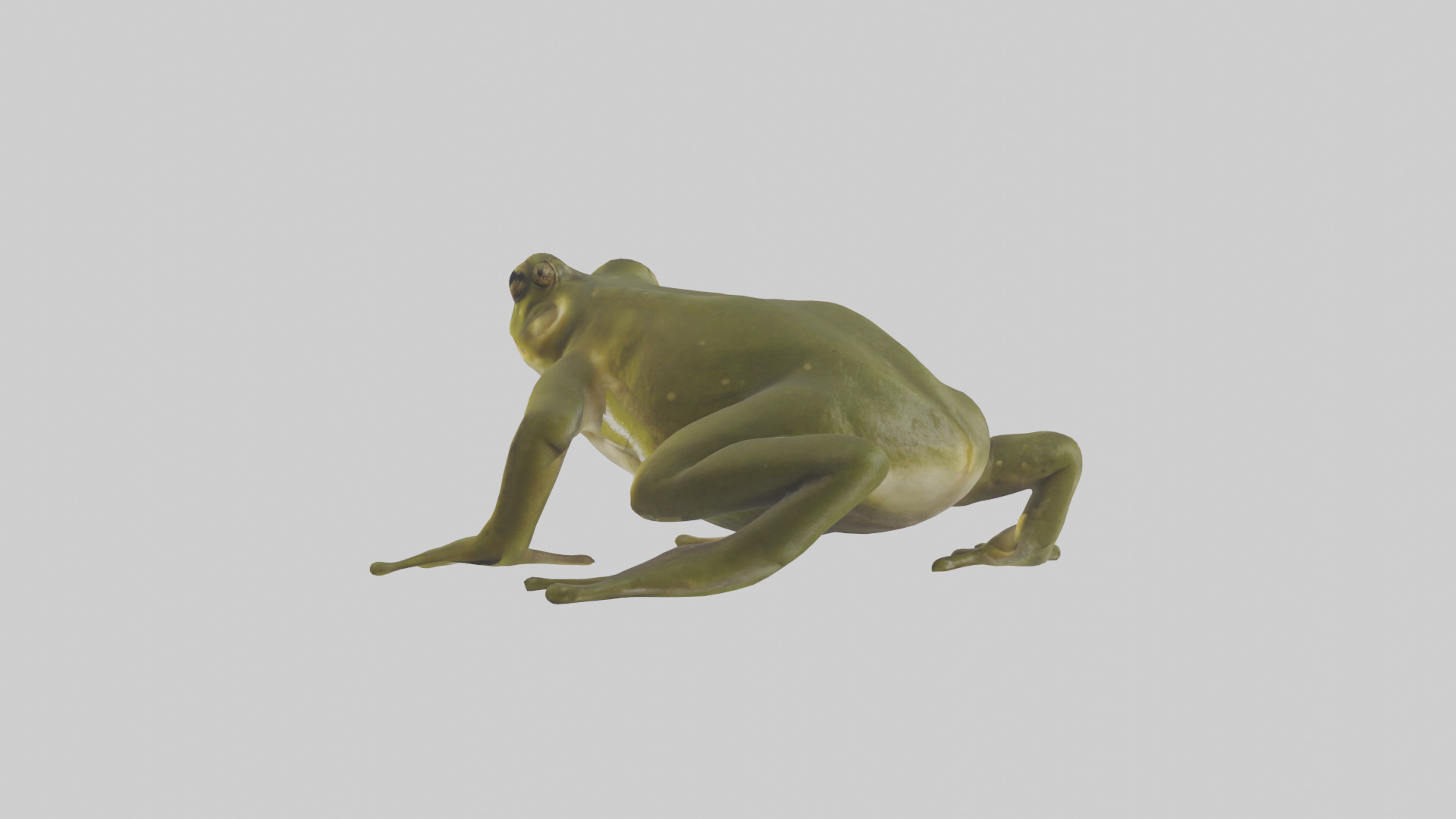 Indian Bullfrog croaking model Low-poly 3D model_2