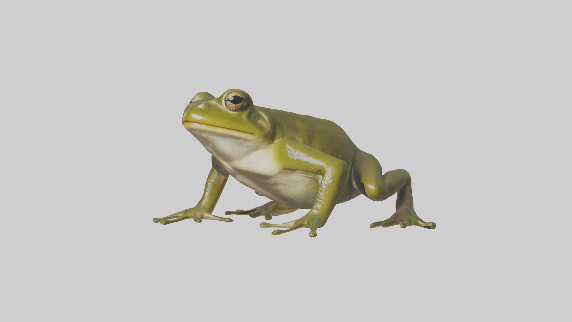 Indian Bullfrog croaking model Low-poly 3D model_9