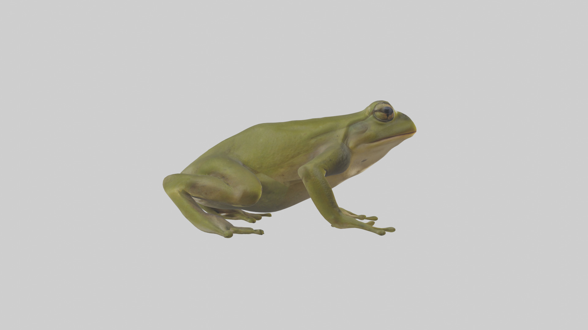 Indian Bullfrog croaking model Low-poly 3D model_13