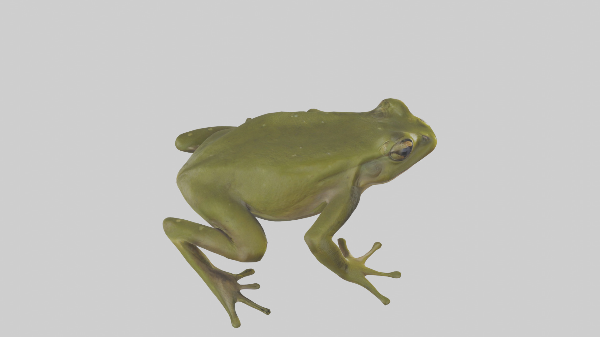 Indian Bullfrog croaking model Low-poly 3D model_18