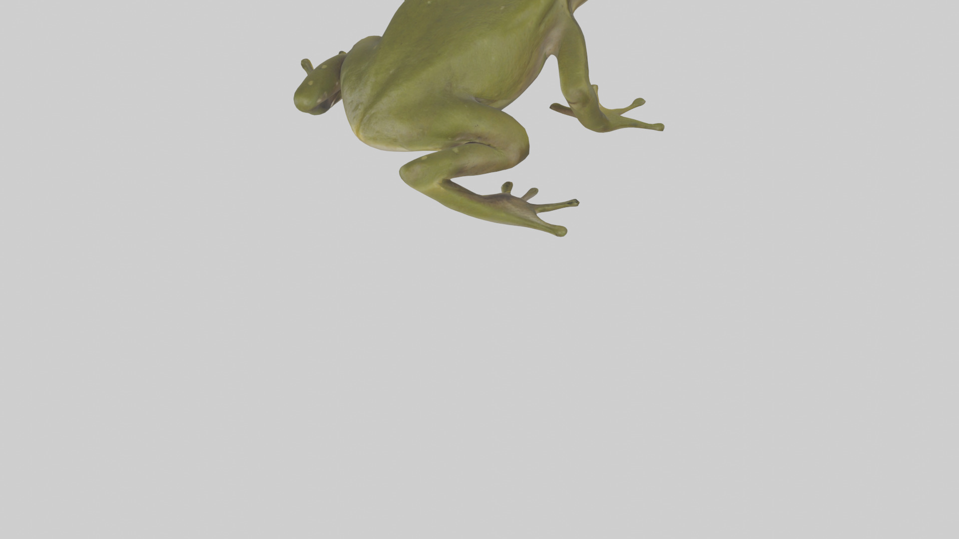 Indian Bullfrog croaking model Low-poly 3D model_5