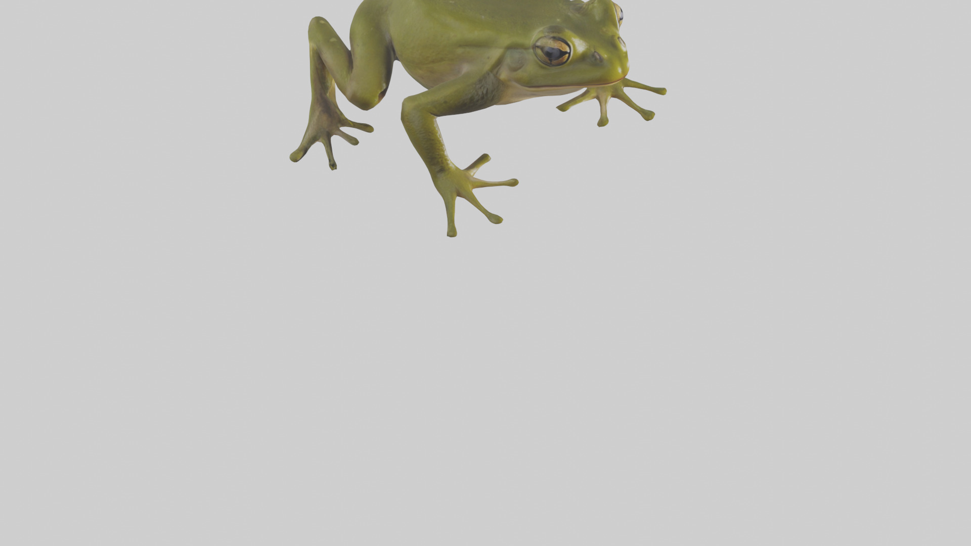 Indian Bullfrog croaking model Low-poly 3D model_7