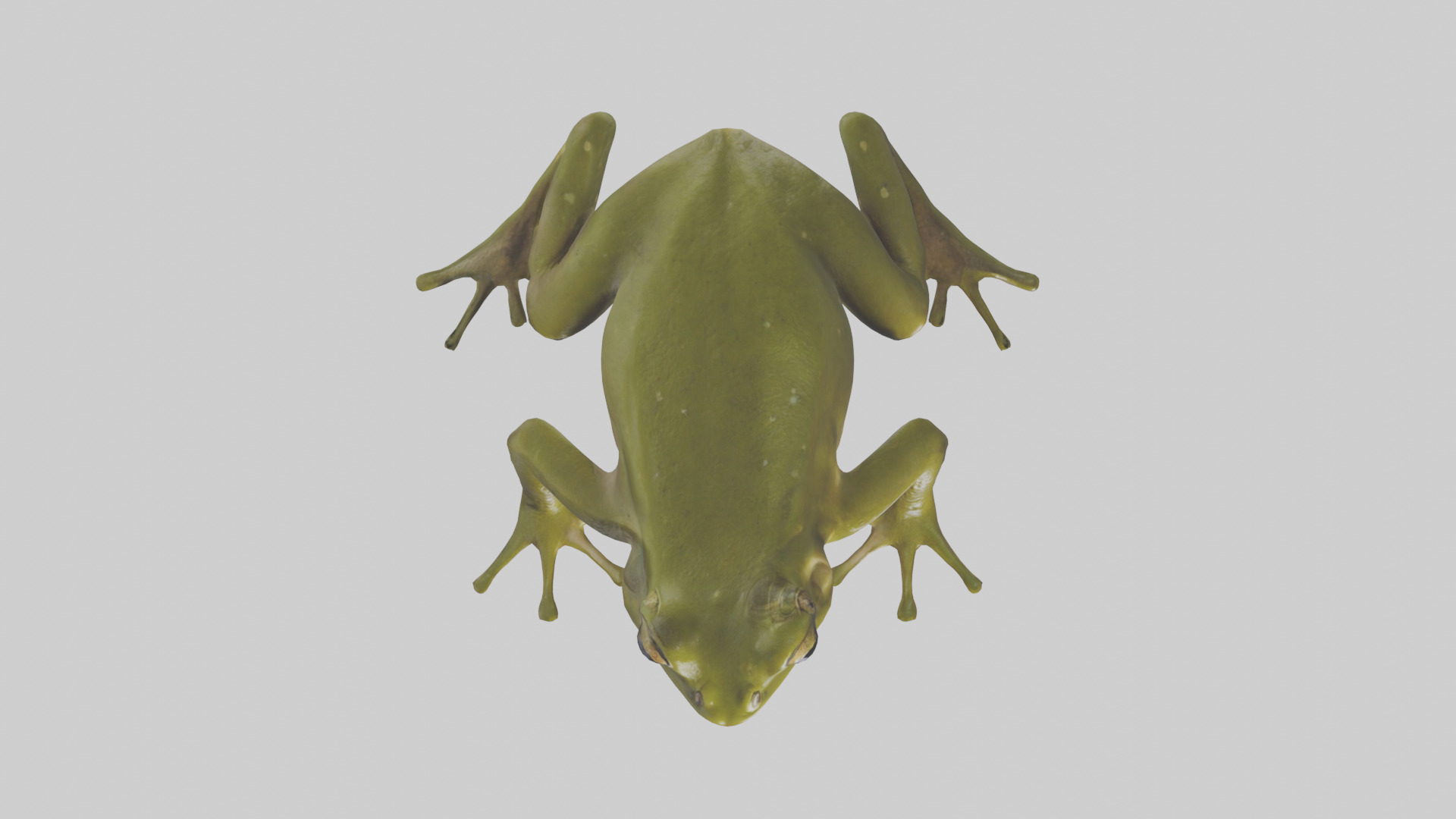 Indian Bullfrog croaking model Low-poly 3D model_14