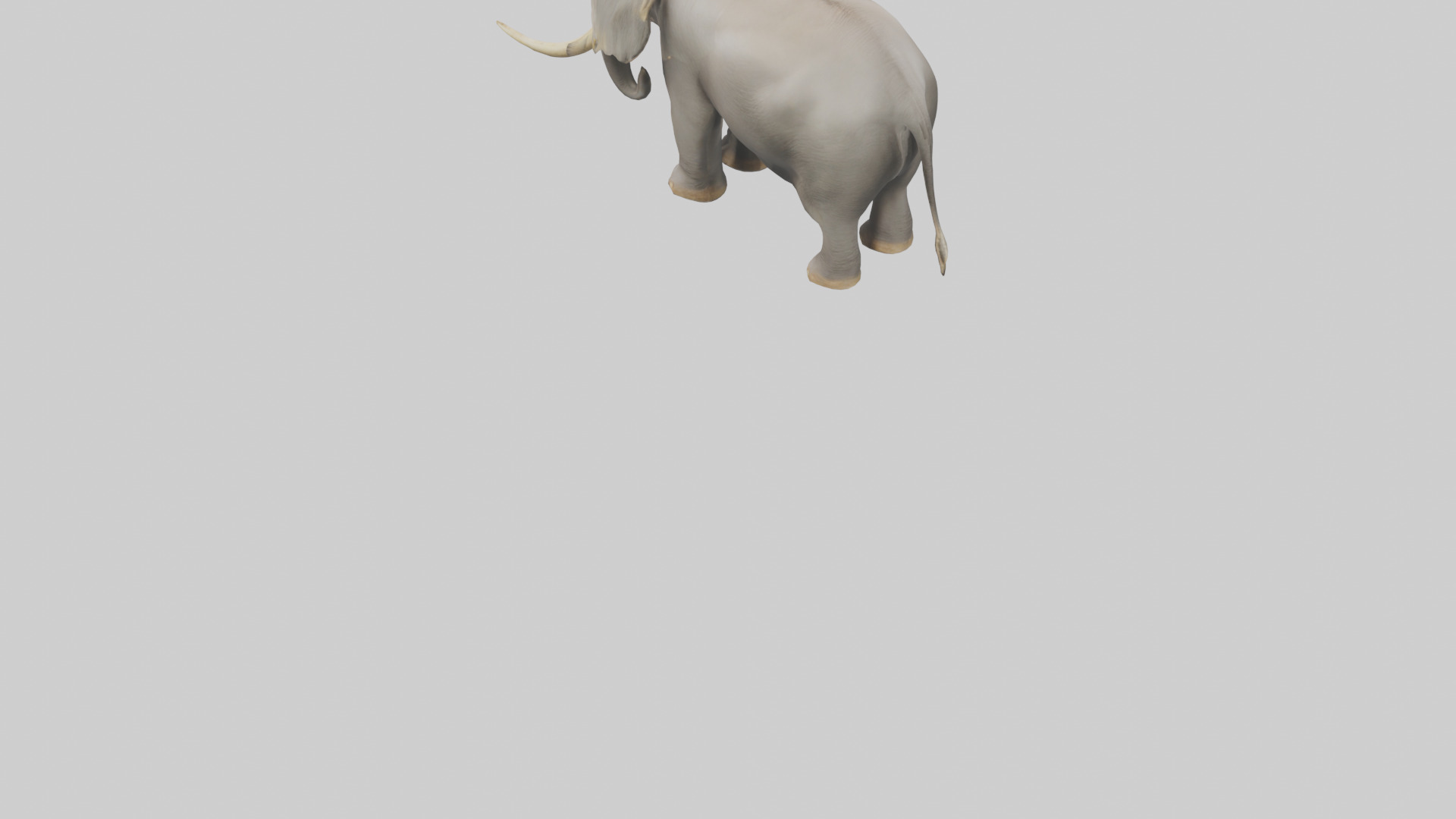 Indian Elephant grazing model Low-poly 3D model_6