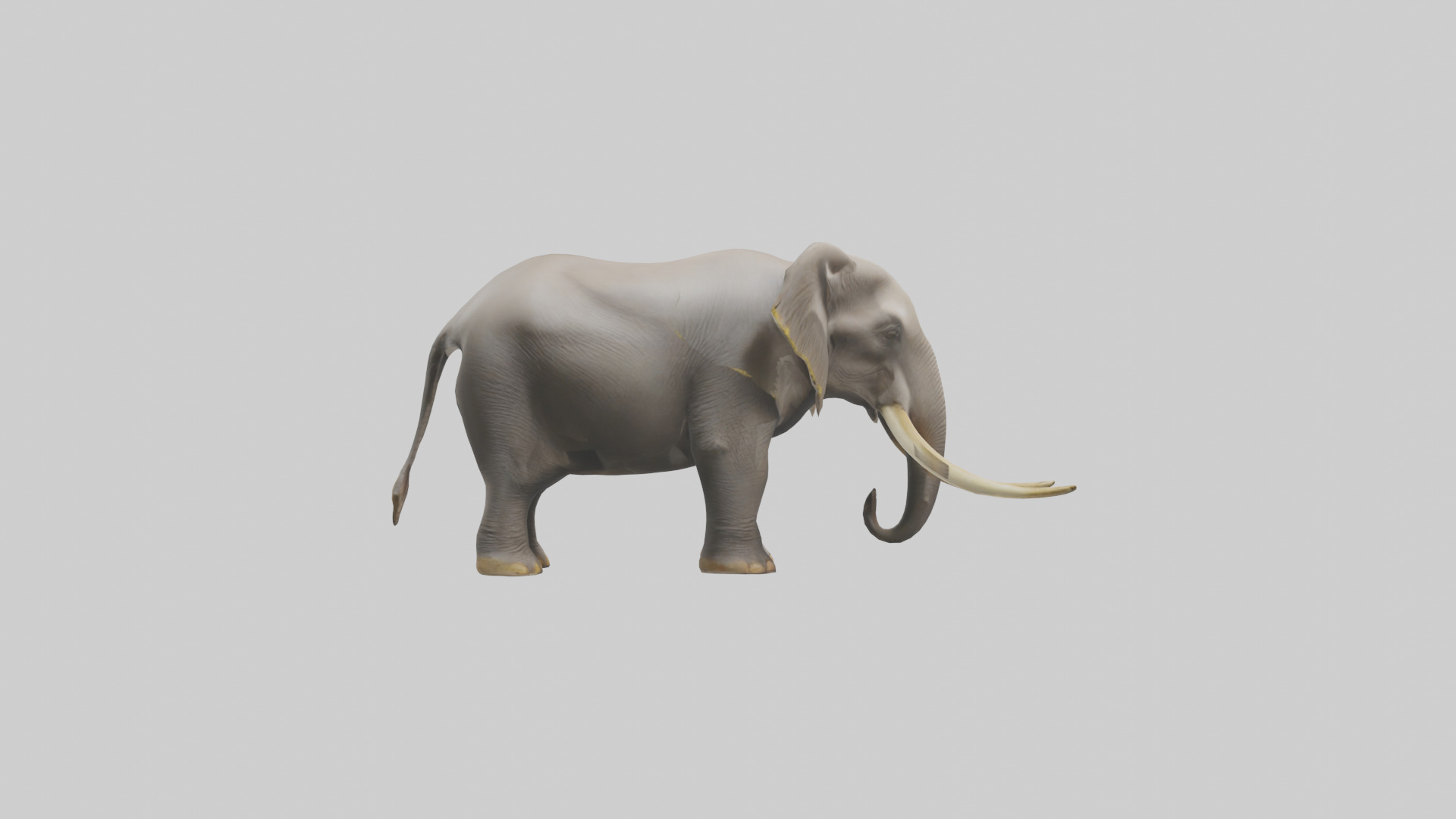 Indian Elephant grazing model Low-poly 3D model_13