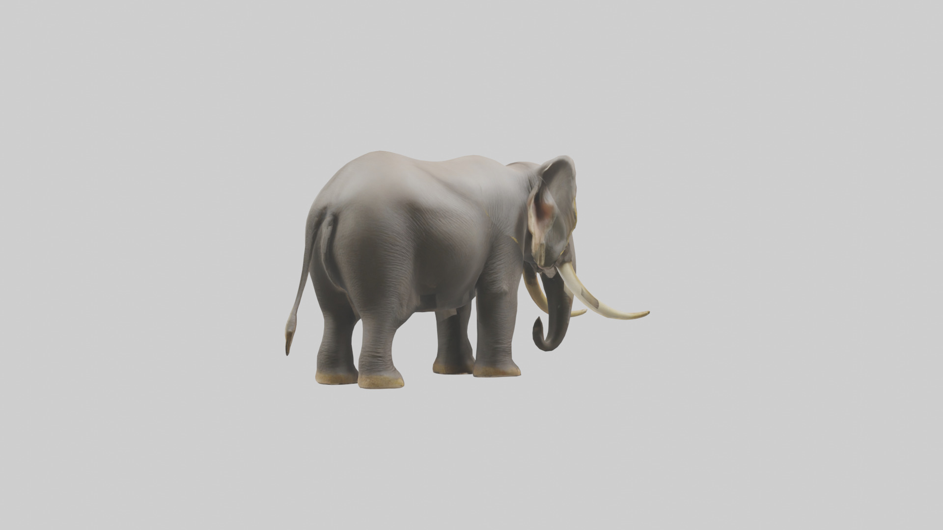 Indian Elephant grazing model Low-poly 3D model_5