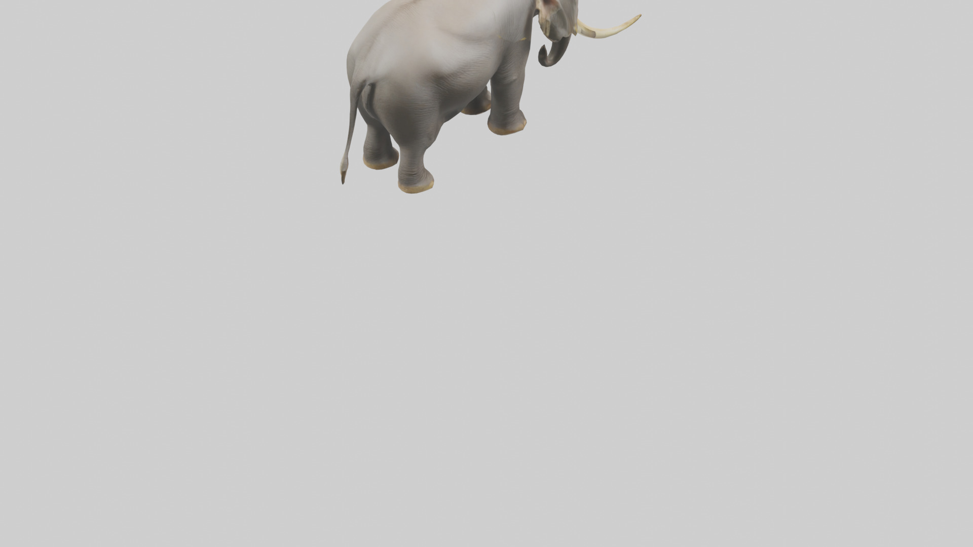 Indian Elephant grazing model Low-poly 3D model_7