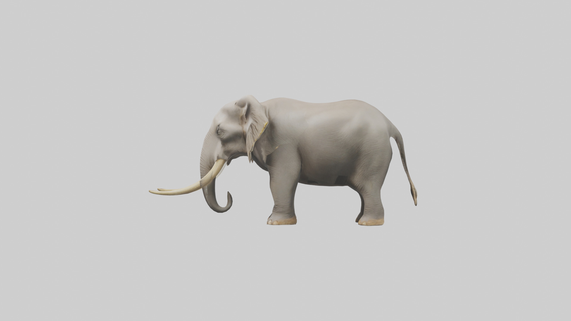 Indian Elephant grazing model Low-poly 3D model_12