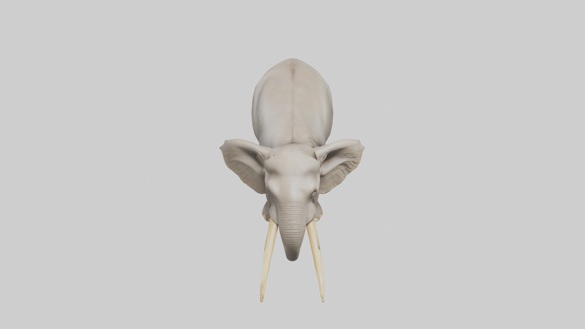 Indian Elephant grazing model Low-poly 3D model_16