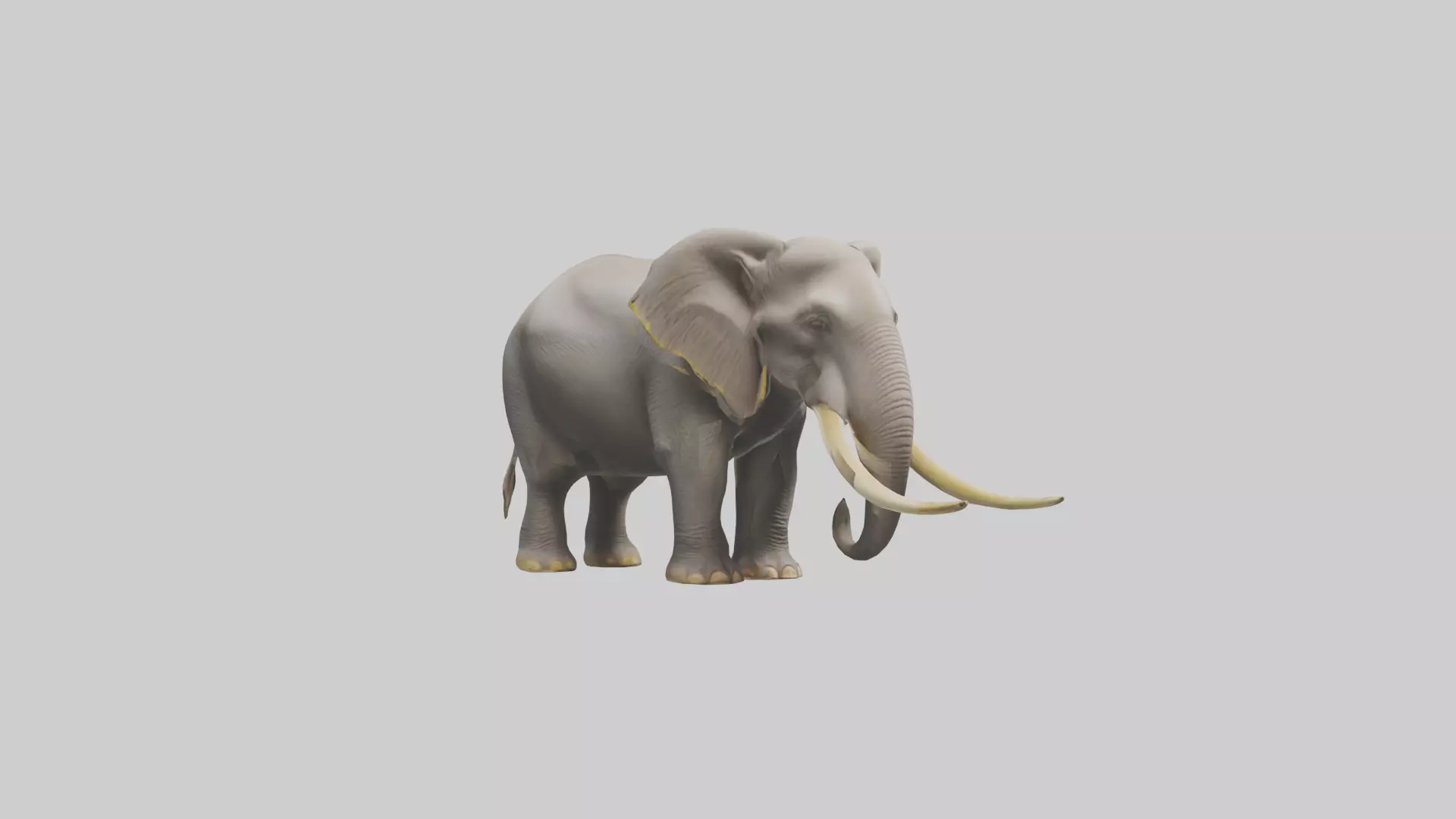Indian Elephant grazing model Low-poly 3D model_0