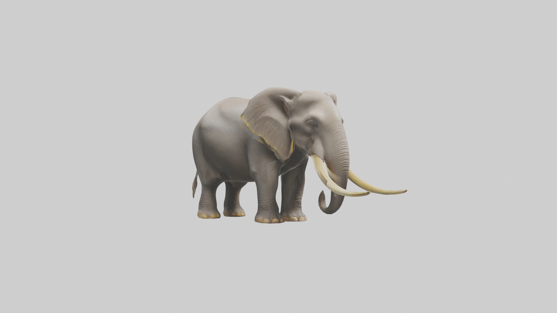 Indian Elephant grazing model Low-poly 3D model_11