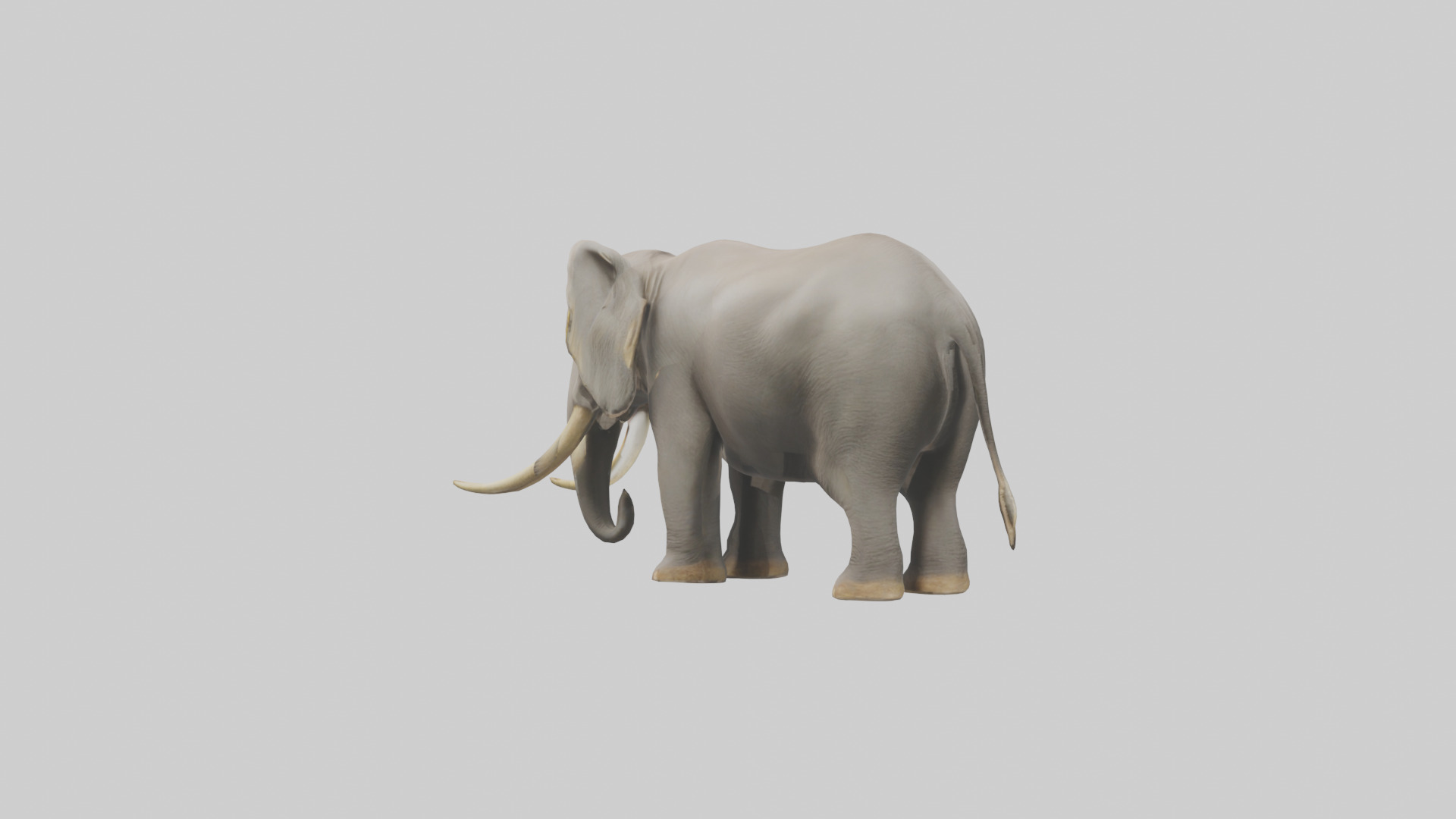 Indian Elephant grazing model Low-poly 3D model_4