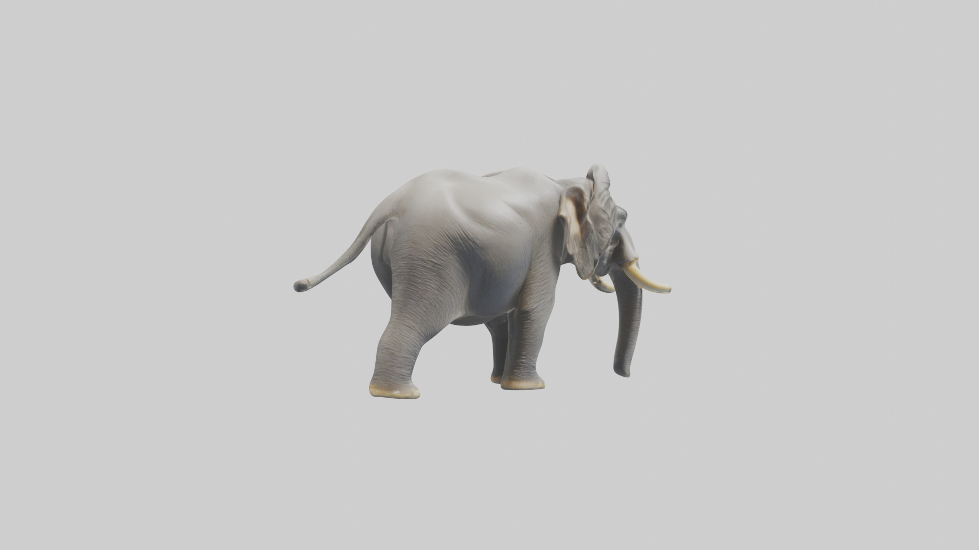 Indian Elephant playing in water model Low-poly 3D model_3
