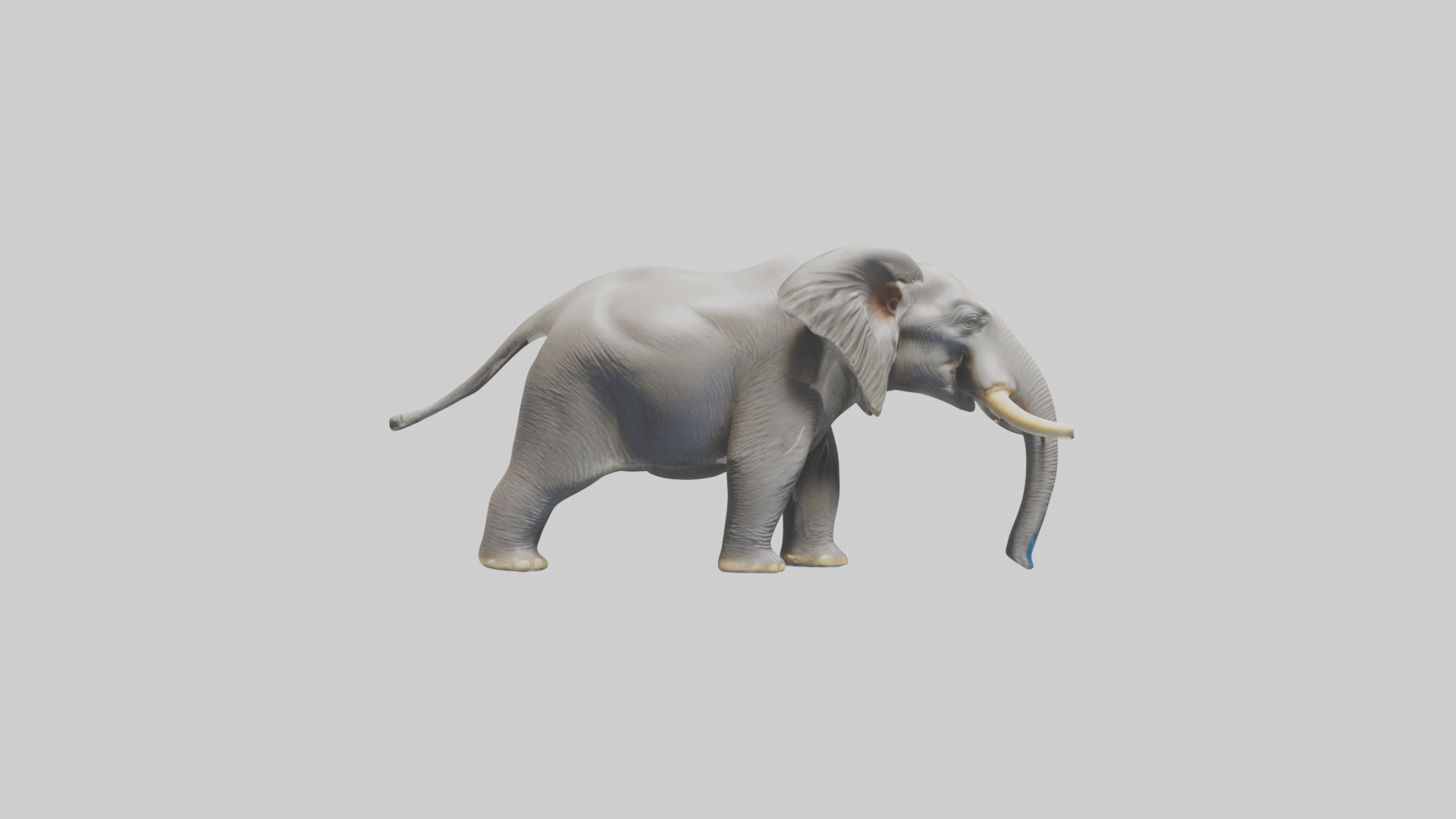 Indian Elephant playing in water model Low-poly 3D model_13
